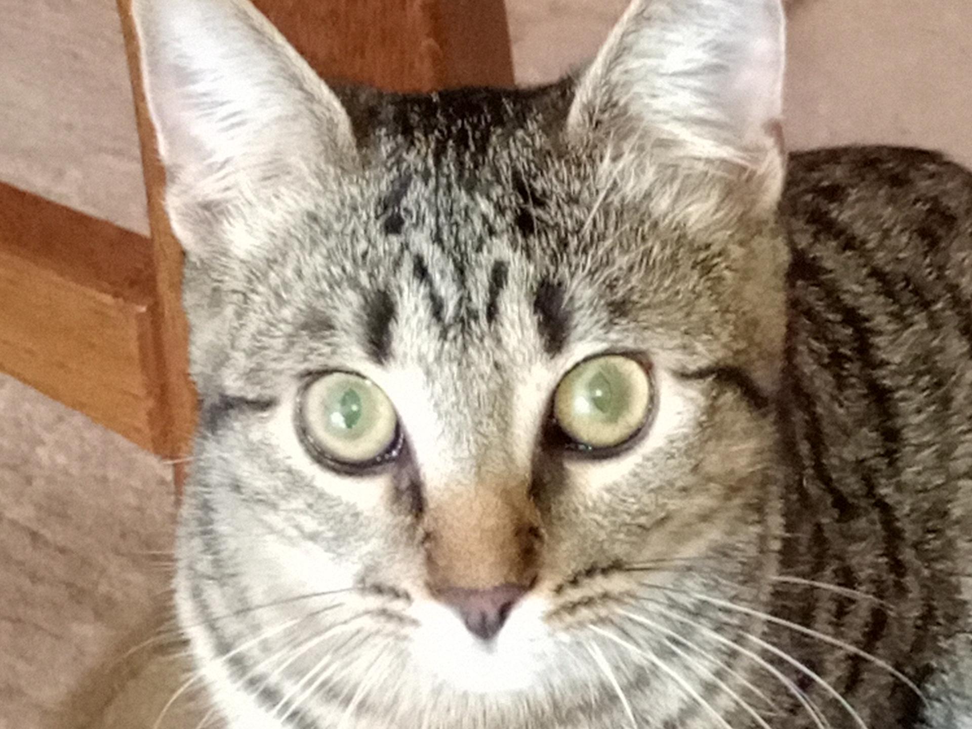 Ansicht 2 von Dr.med.vet. Antonia Klaus - Tierarztpraxis hundkatzeklaus