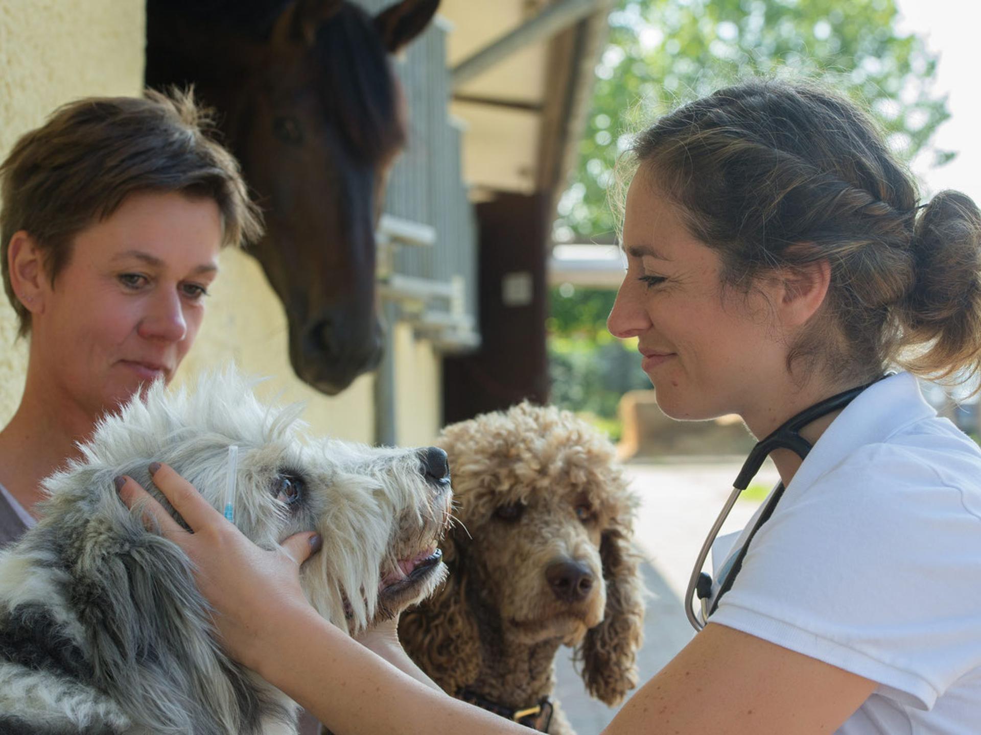Ansicht 2 von Mobile Tierarztpraxis Dr. med. vet. J. Sommer