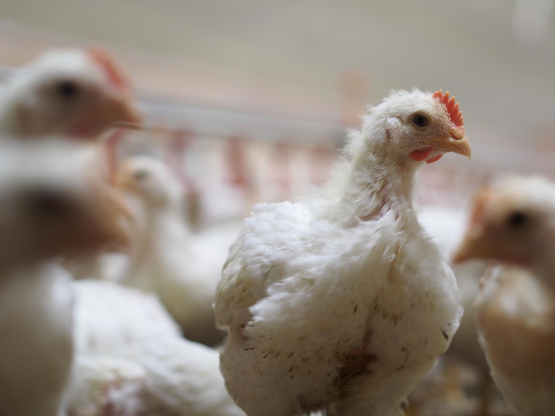 Ansicht 2 von Tierärztliche Gemeinschaftspraxis Dr. Blome, Dr. Vogt, Dr. Kersting, Dr. Fillmer — Standort Dinker