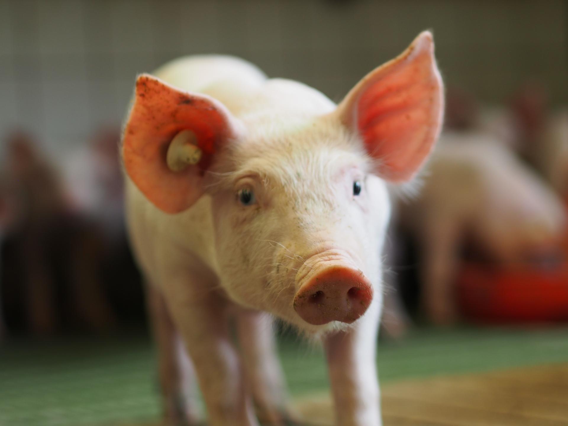 Ansicht 3 von Tierärztliche Gemeinschaftspraxis Dr. Blome, Dr. Vogt, Dr. Kersting, Dr. Fillmer — Standort Dinker