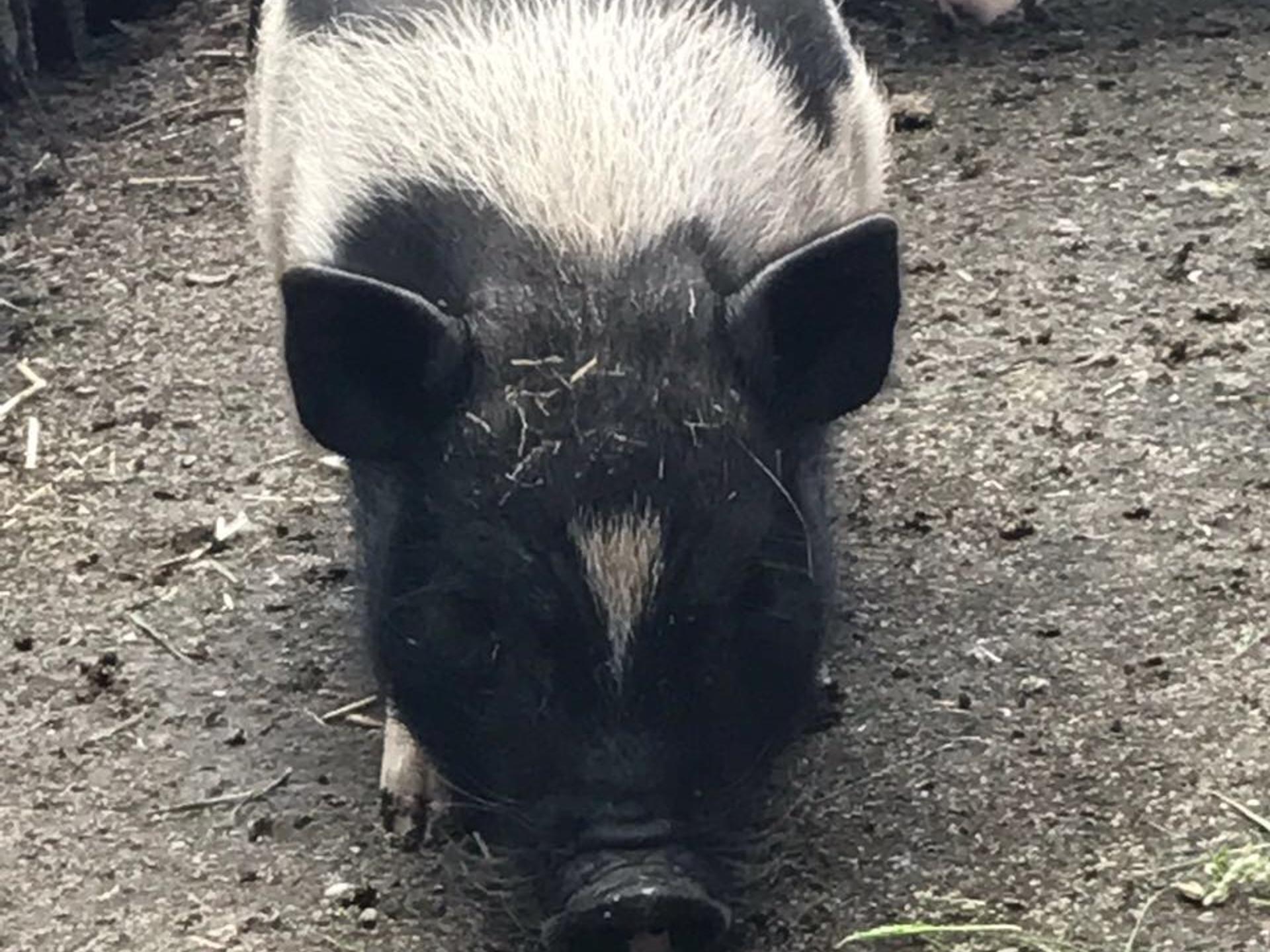 Ansicht 1 von Tierarztpraxis Abbensen GmbH