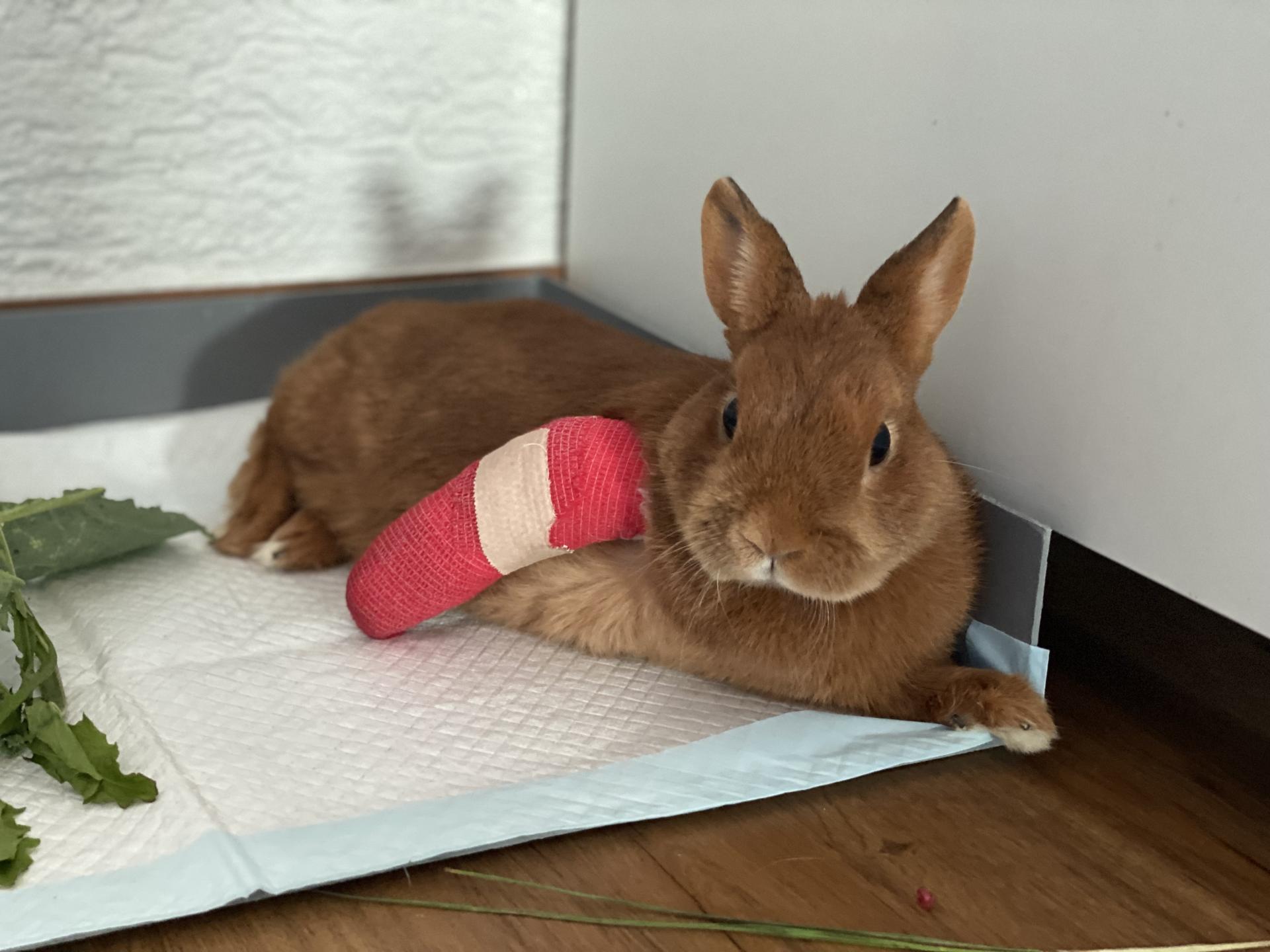 Ansicht 3 von AniCura Kleintierspezialisten Augsburg