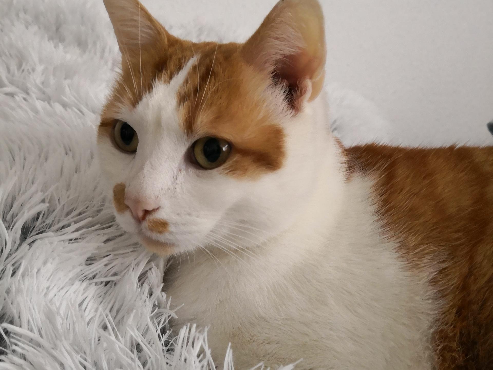 Ansicht 1 von Tierdermatologie Dr. Wildermuth