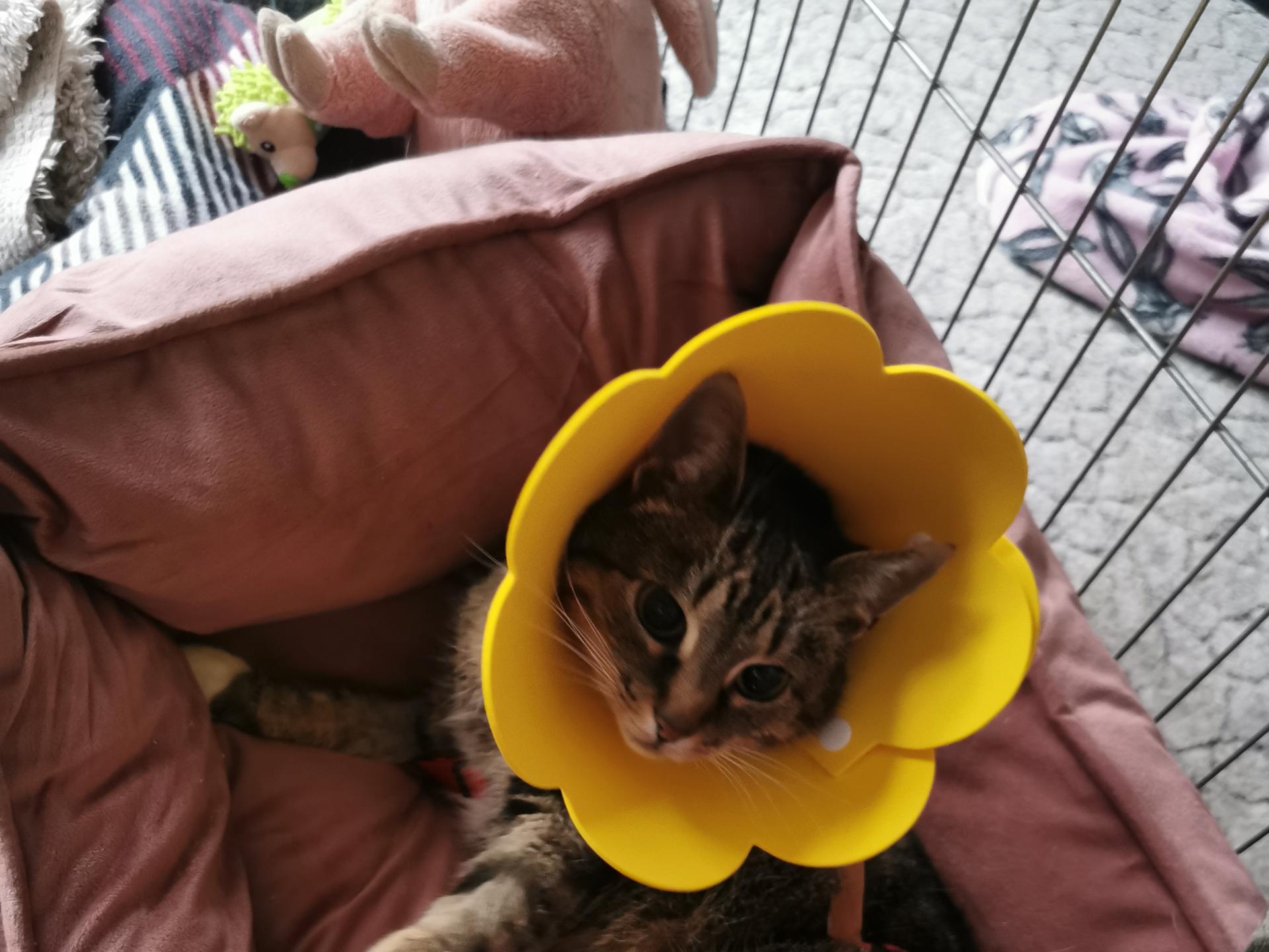 Ansicht 1 von Tierarzt Dr. Kieninger
