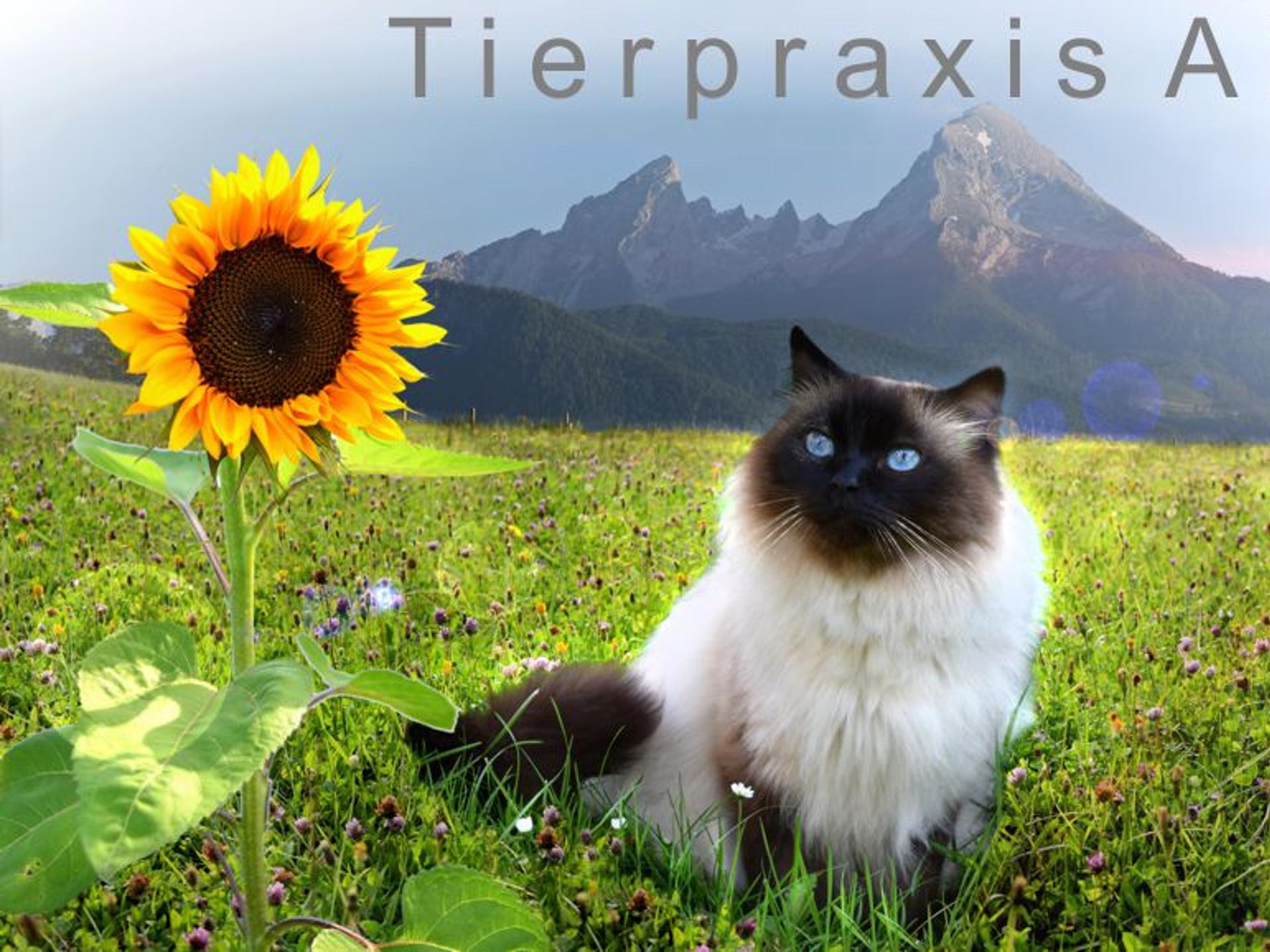 Ansicht 1 von Dr. Naranjo Tierpraxis Ainring