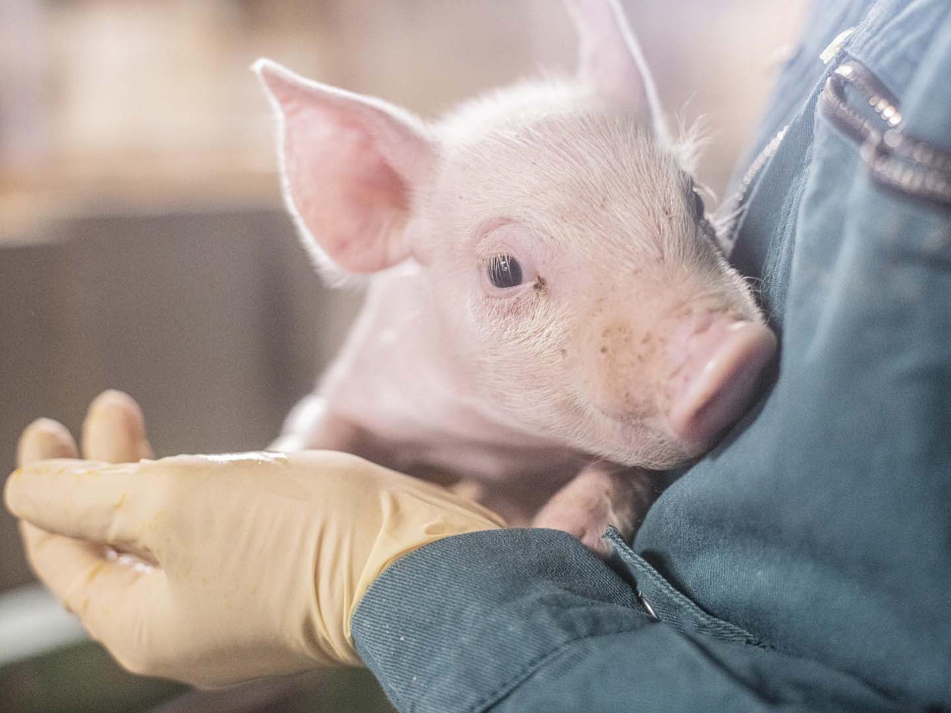 Ansicht 1 von Tierarztpraxis Braun - Dr. Bantle