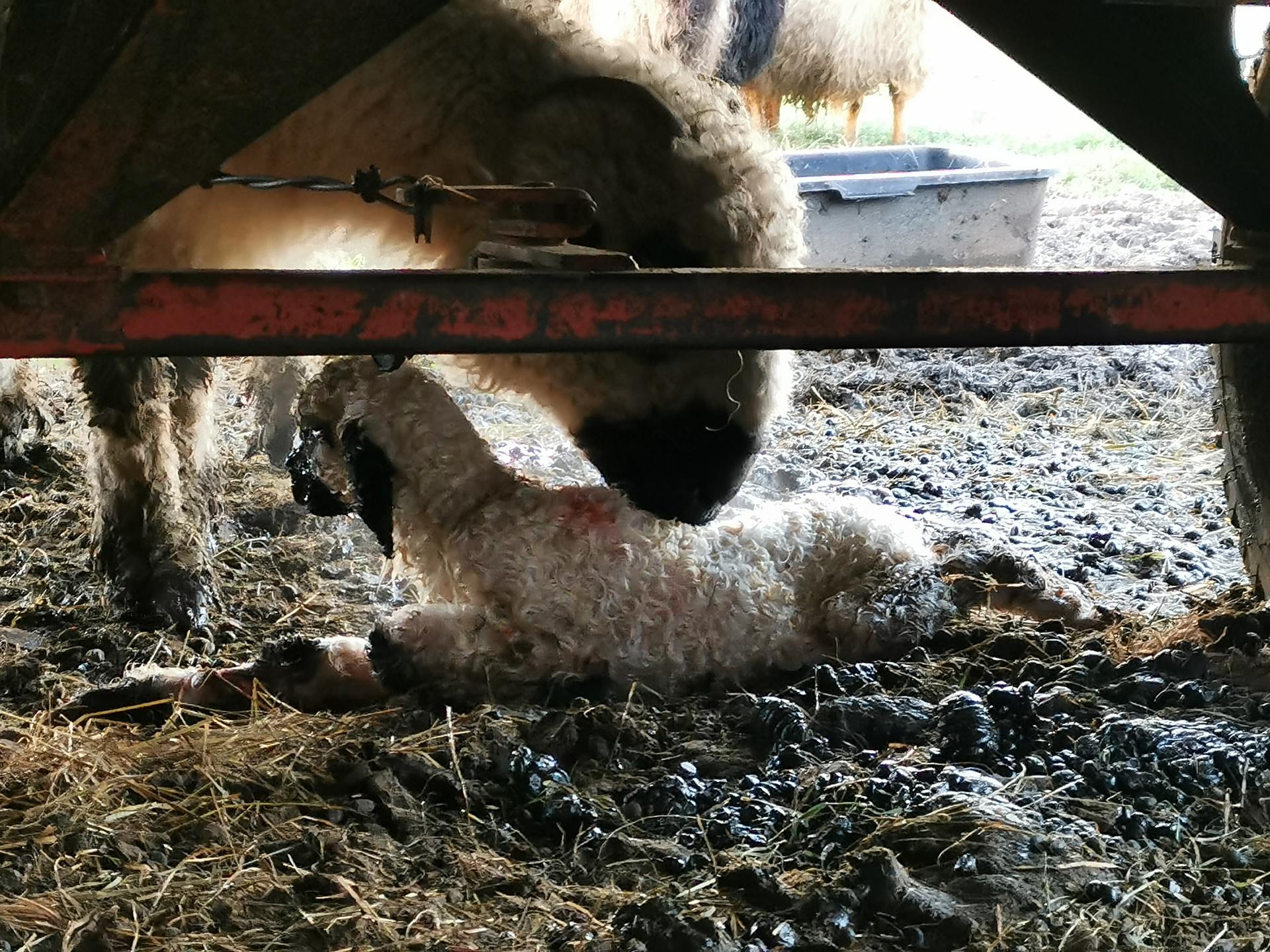 Ansicht 3 von Tierarztpraxis Braun - Dr. Bantle