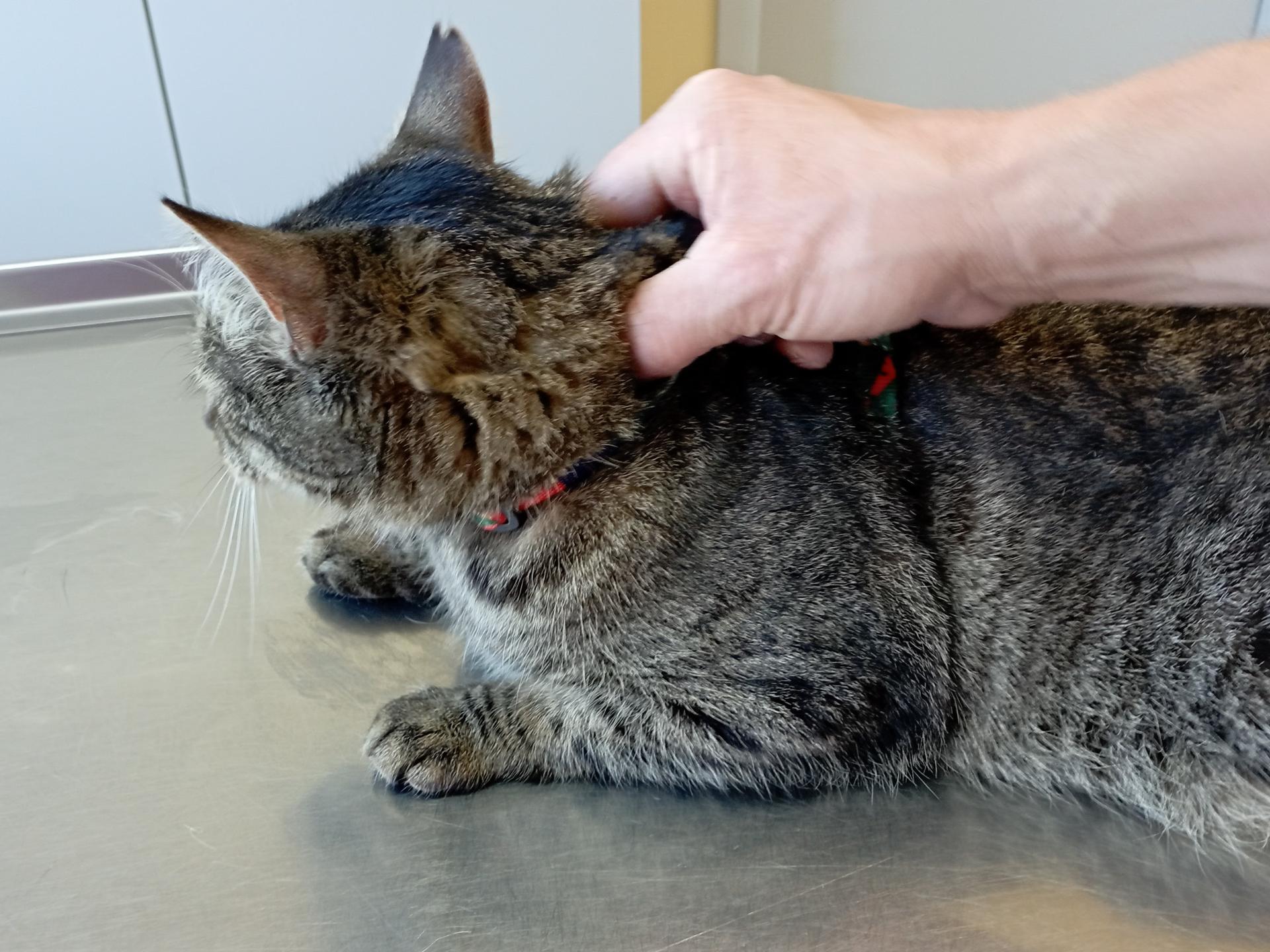 Ansicht 2 von Dr. med. vet. Holger Leischnig