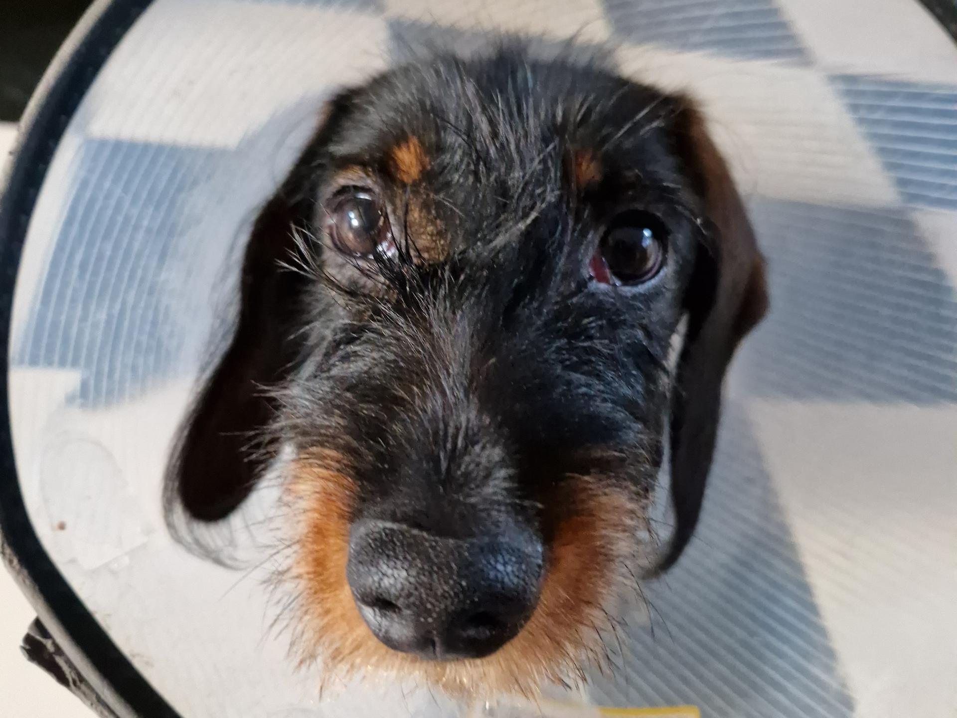 Ansicht 2 von Tieraugenzentrum de Meinweg, Dr. med. vet. Daniela Harre