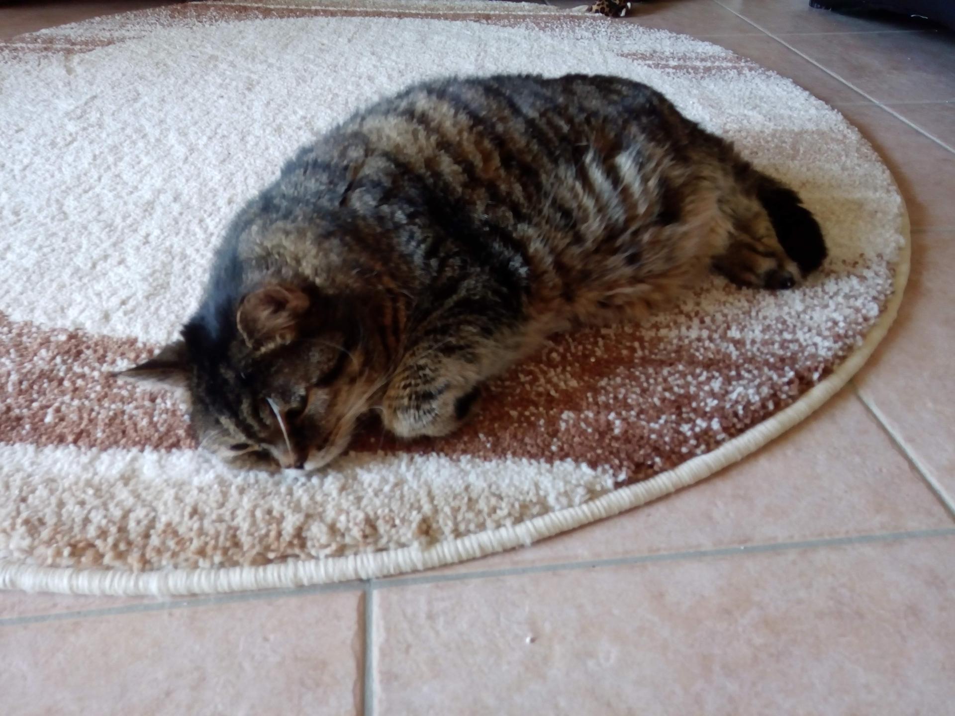 Ansicht 3 von Katzenpraxis Cat-Vet (Inh. Katja Culmsee)