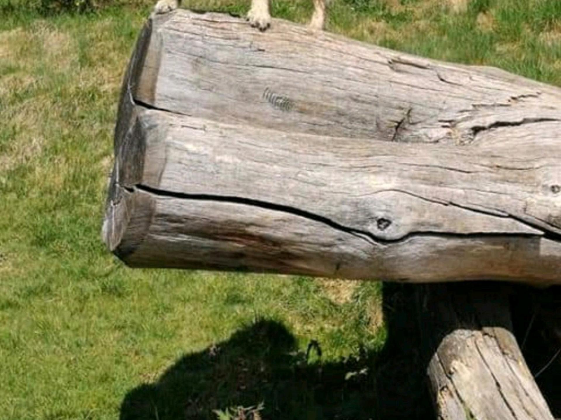 Ansicht 3 von Tierarztpraxis Rupertiwinkel
