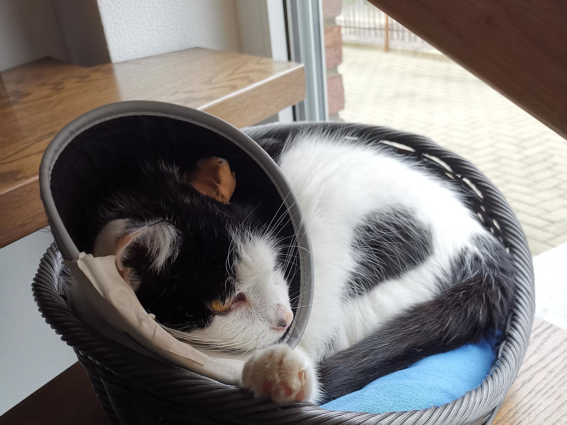 Ansicht 2 von Tierarztpraxis Gesing