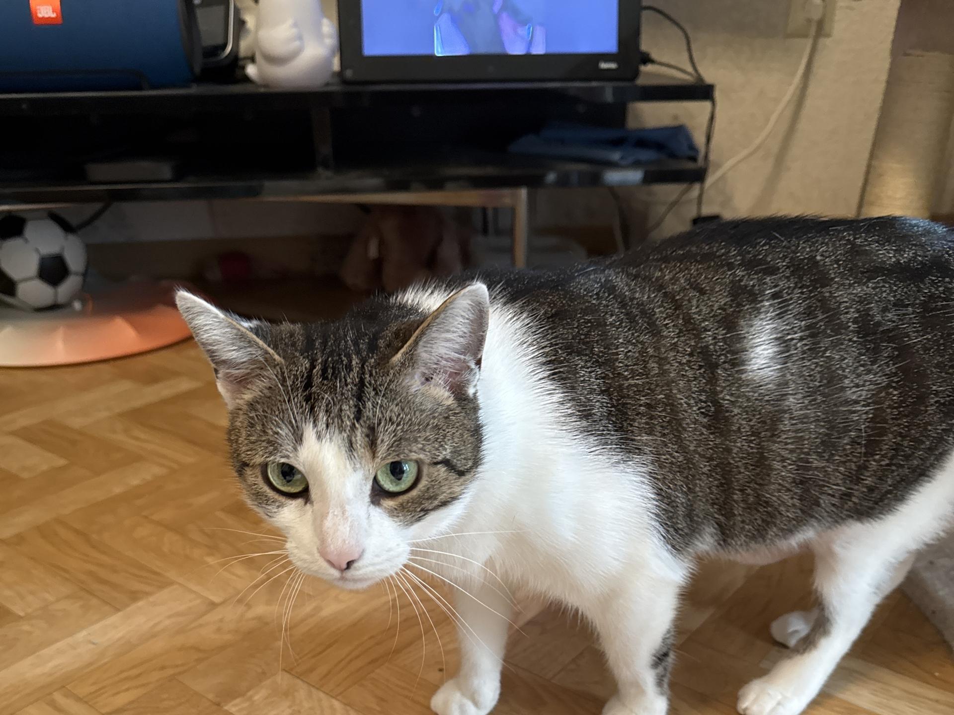 Ansicht 1 von felmo Mobiler Tierarzt Wiesbaden