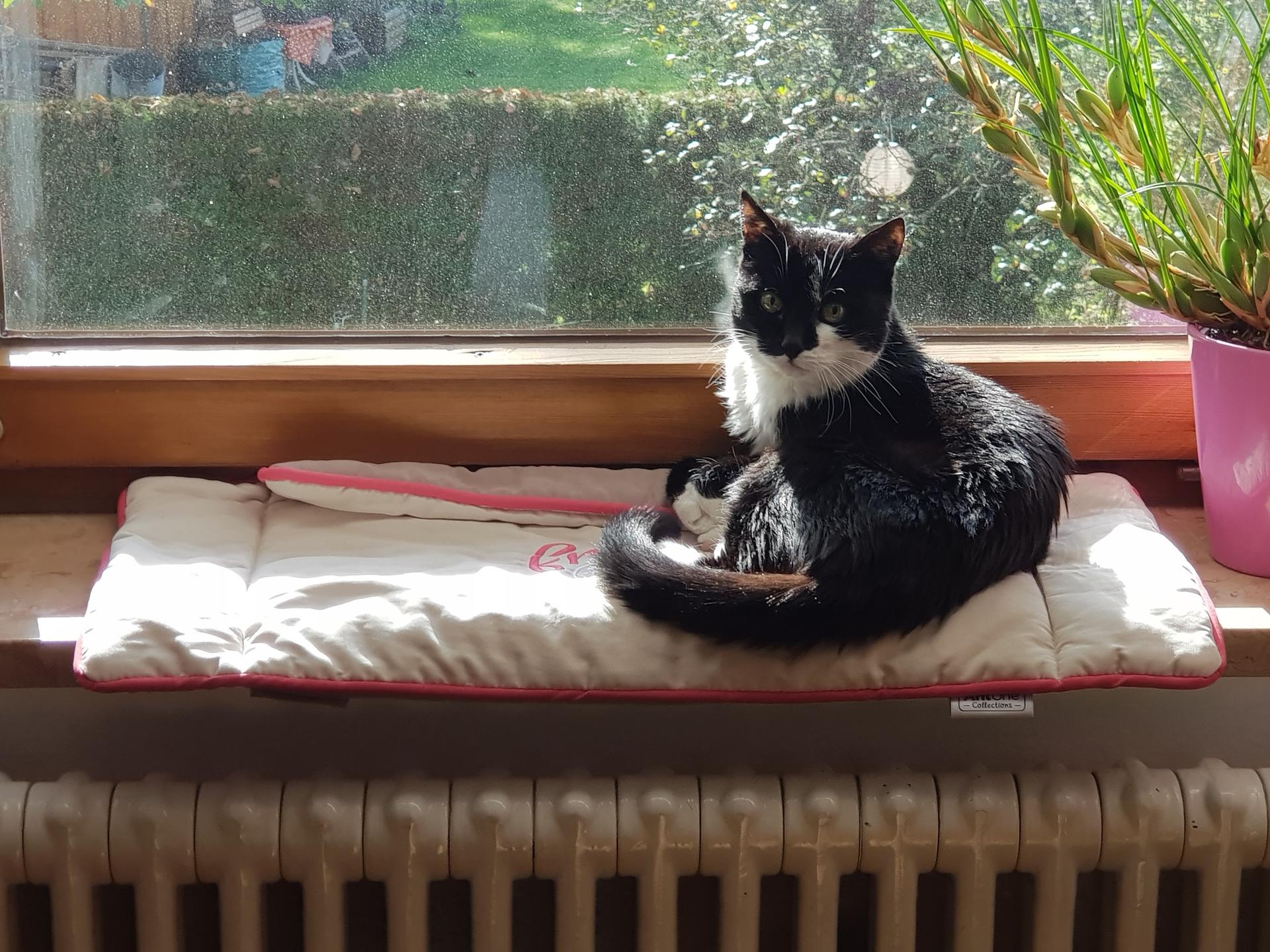 Ansicht 3 von Tierärztliche Gemeinschaftspraxis Übersee