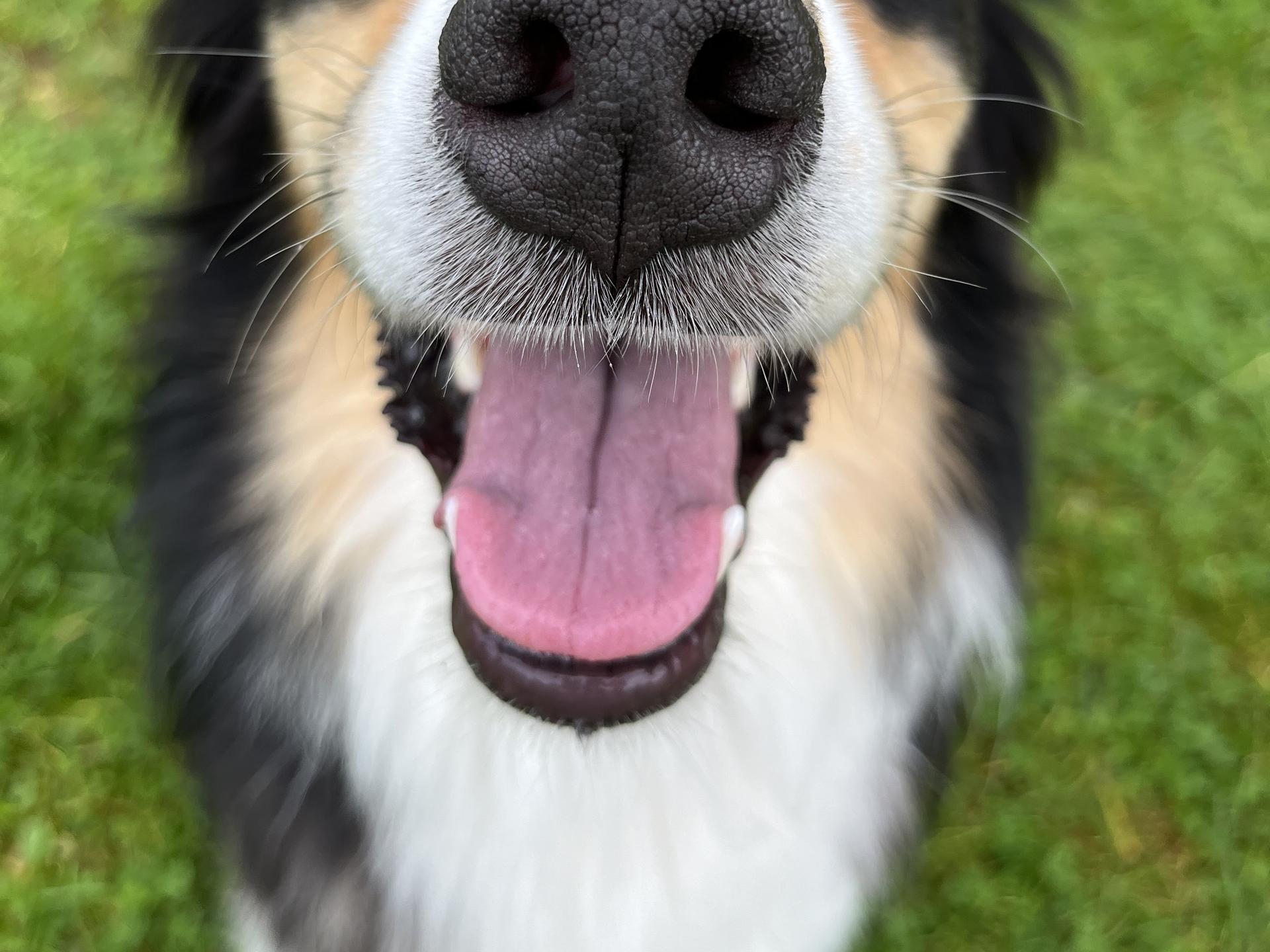 View 3 of Kleintierpraxis in Brinkum Dr. Feu Cathrine Sterregaard