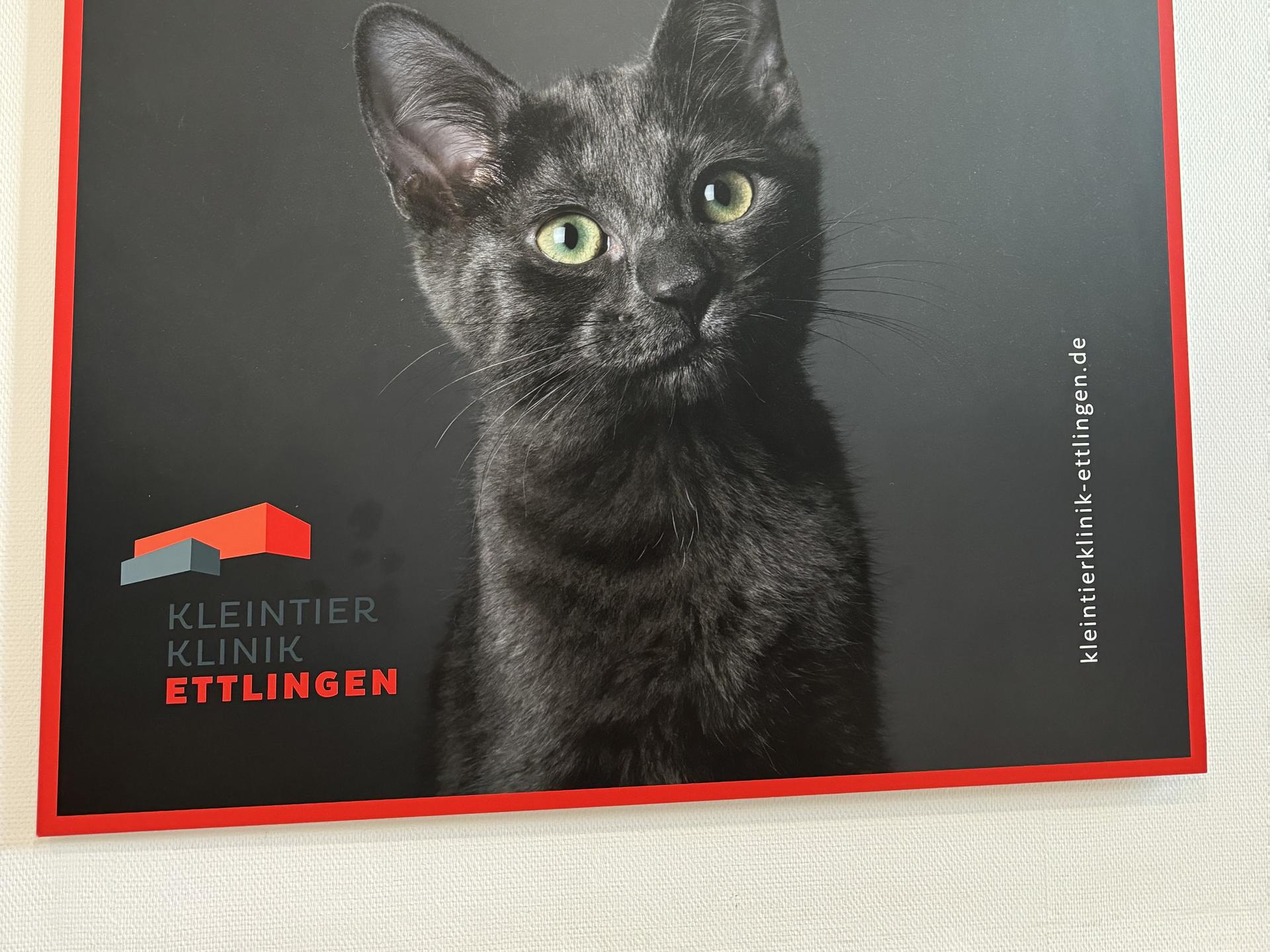 Ansicht 2 von Kleintierklinik Ettlingen, Tierärztliche Klinik für Chirurgie, Praxis für Kleintiere