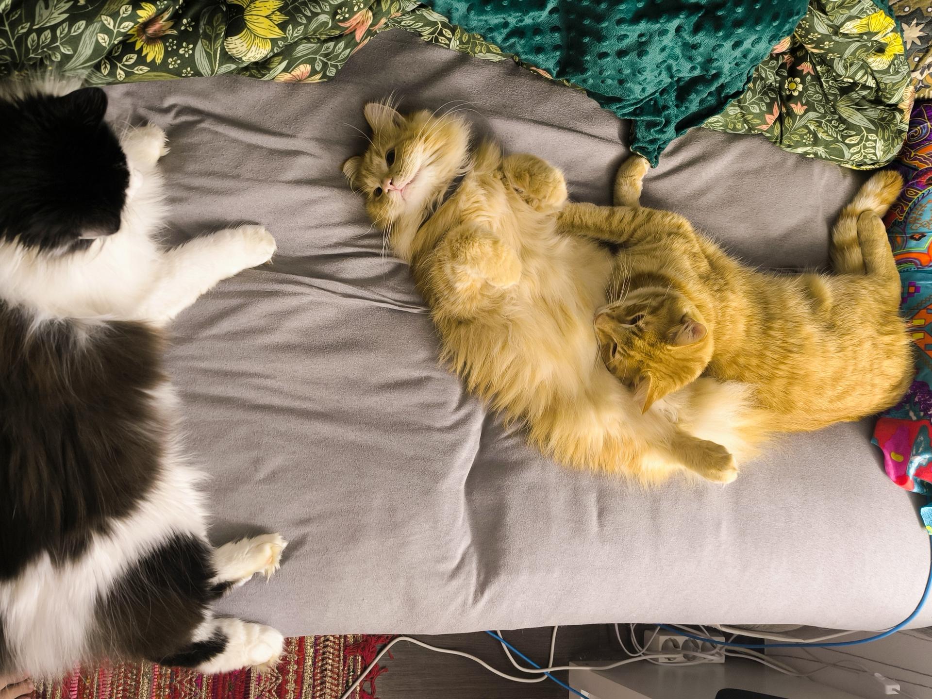 Ansicht 1 von Tierarztpraxis und Katzenpension Geltow