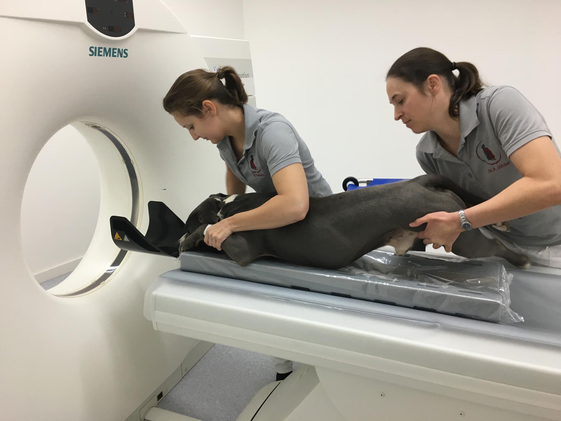 Ansicht 2 von Kompetenzzentrum Kleintiermedizin Dr. Valeska Furck