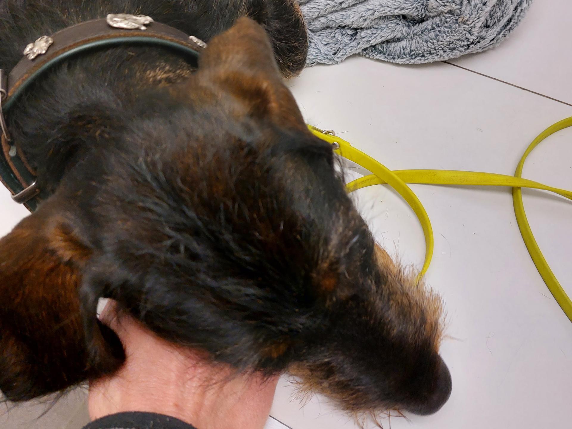 Ansicht 3 von Tierarztpraxis Dr. med. vet. Almut Vockert