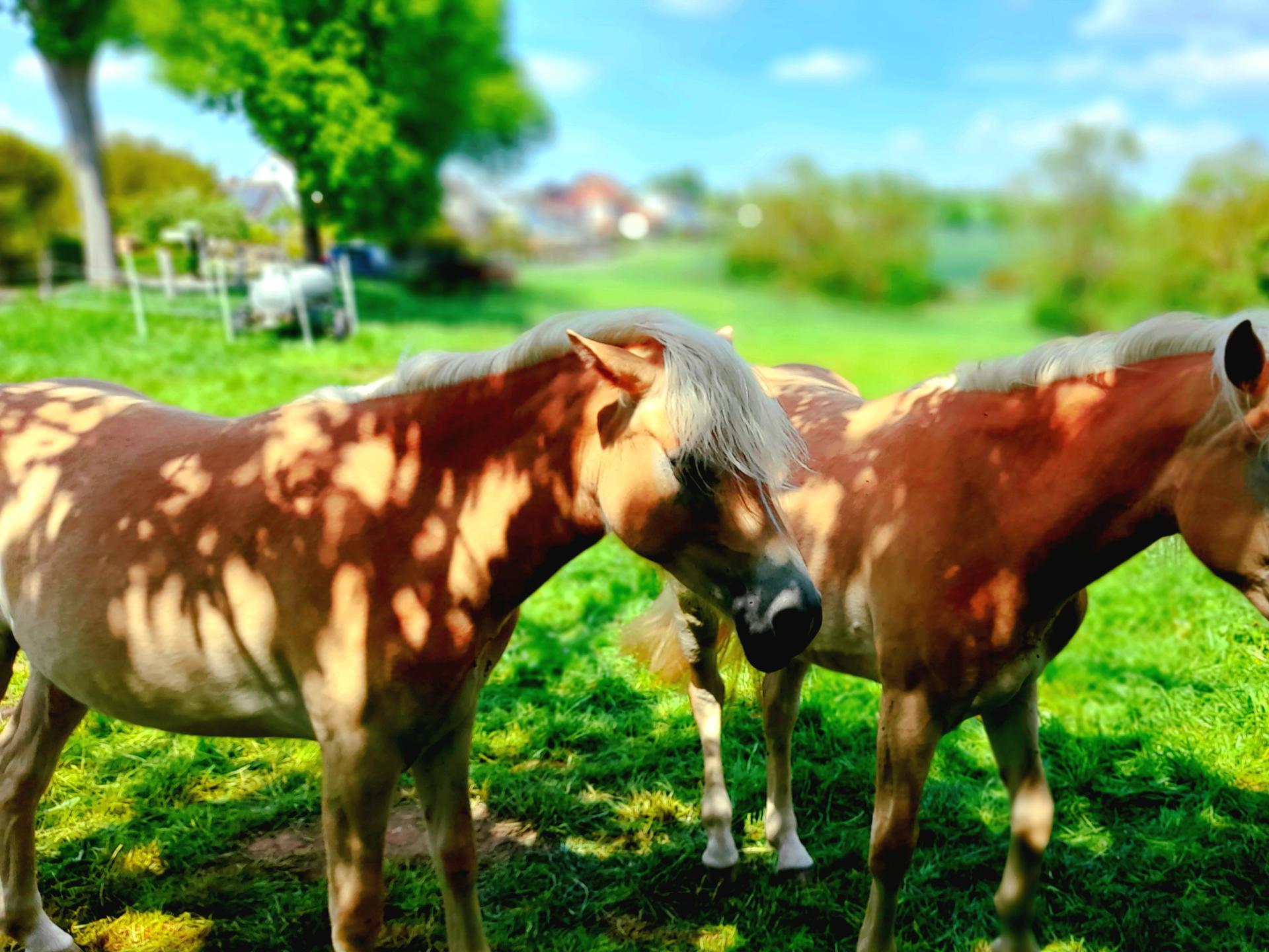 Ansicht 4 von Tierarztpraxis Dr. med. vet. Almut Vockert