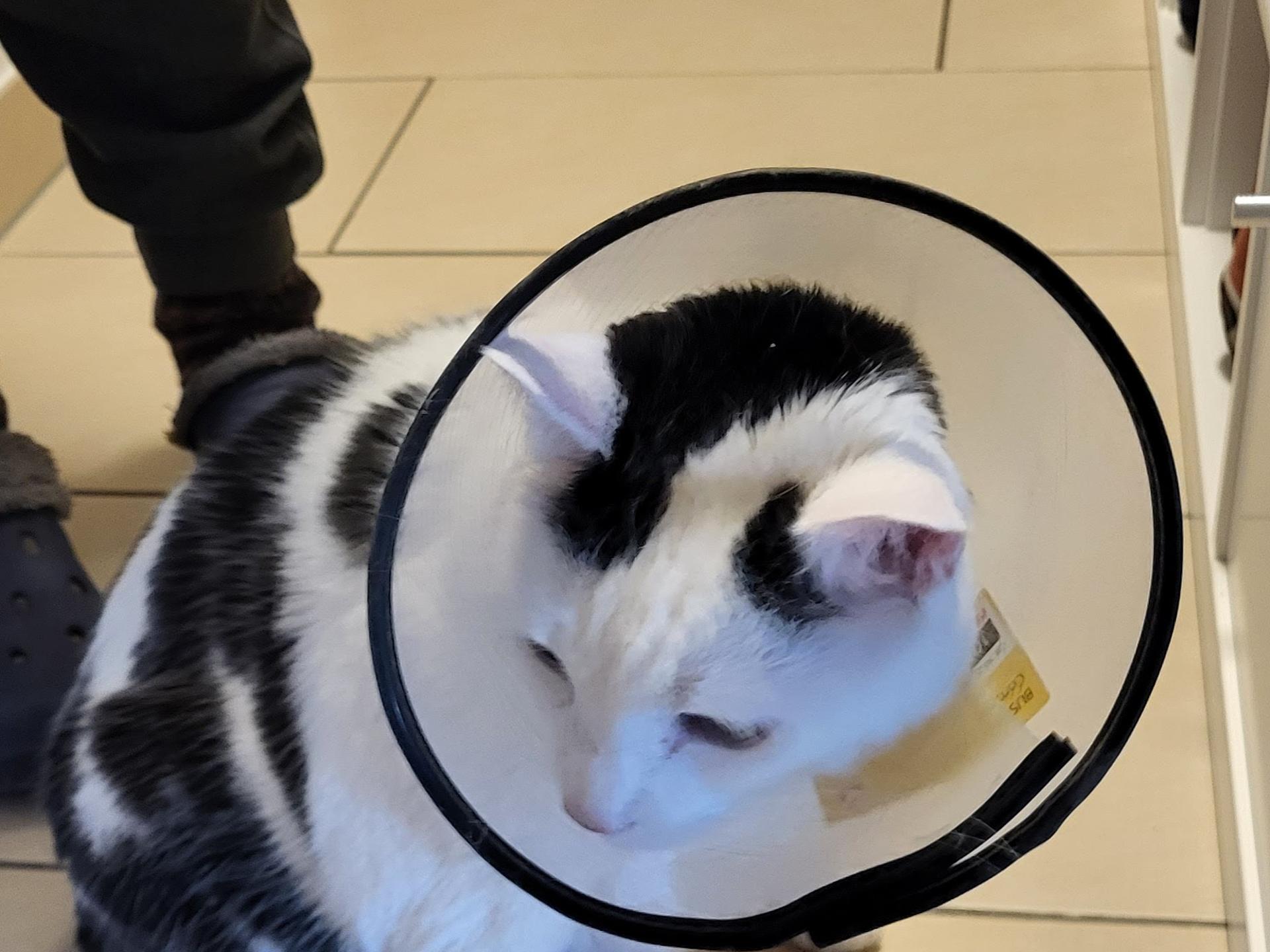 Ansicht 3 von AniCura Tierklinik Trier