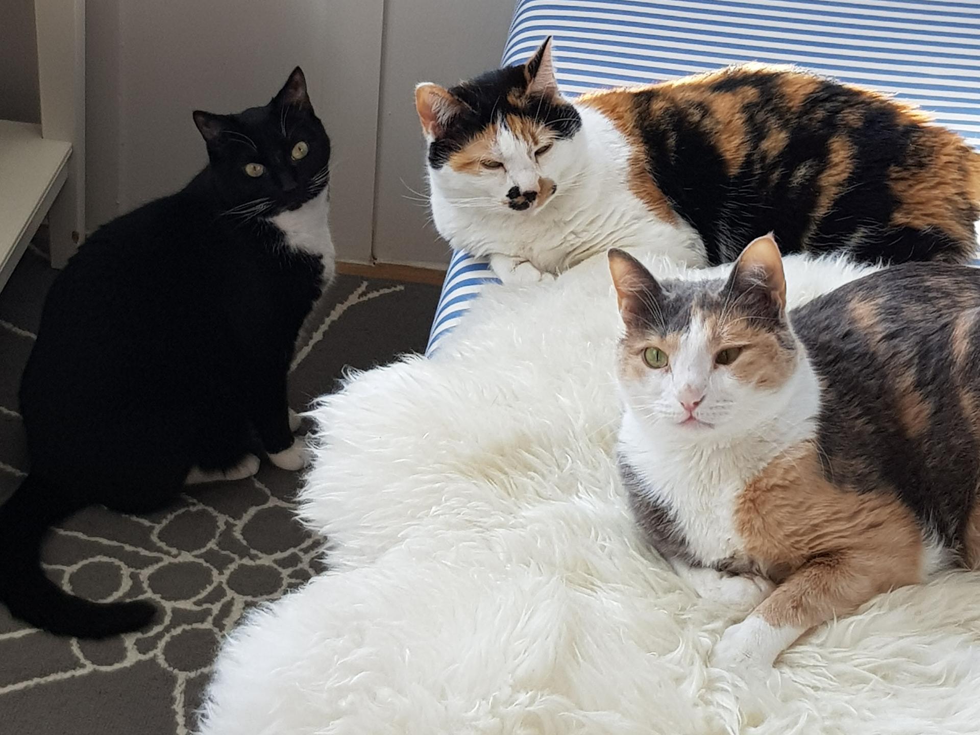 Ansicht 3 von Tierklinik Fuhlsbüttel