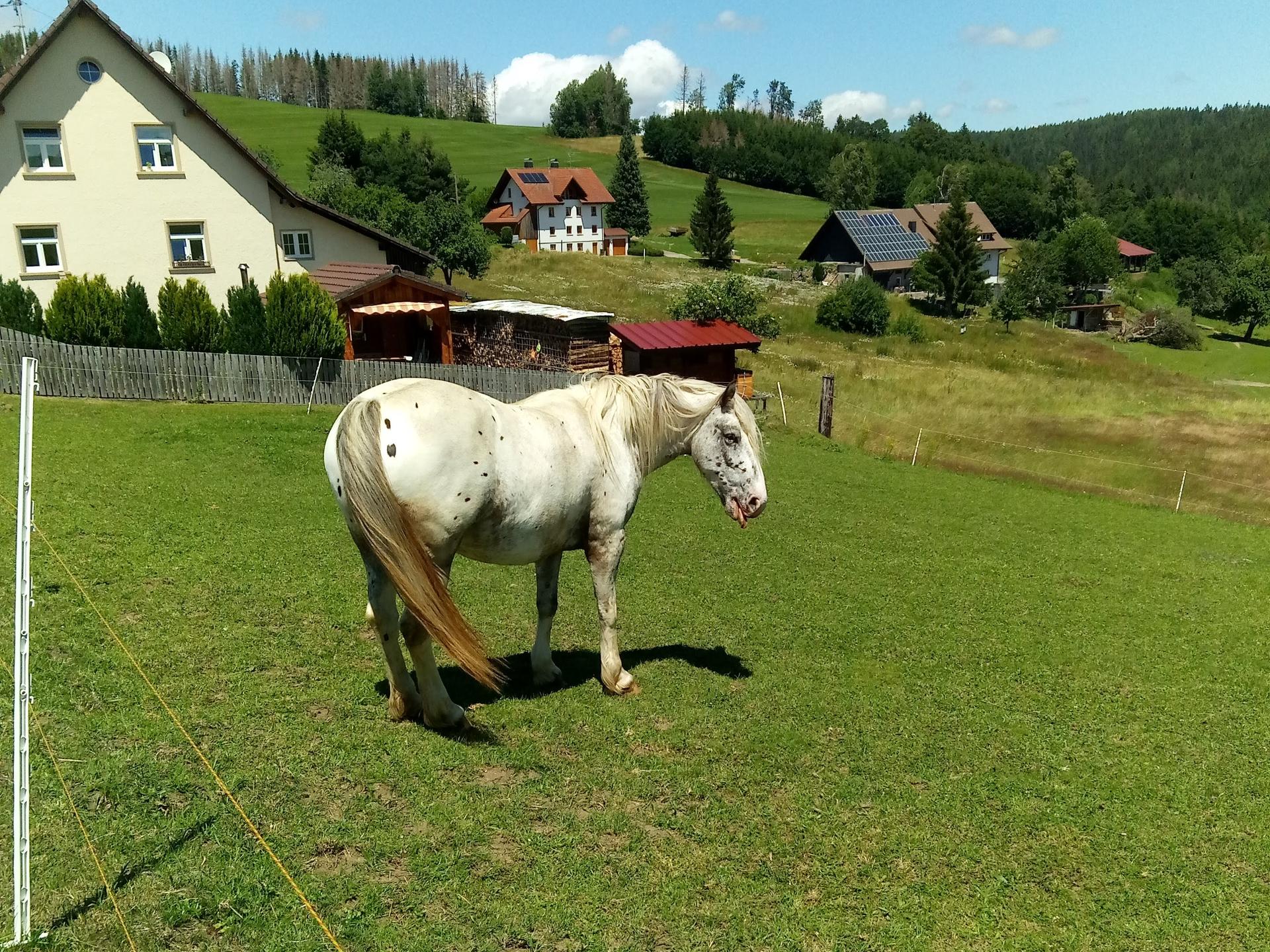 Ansicht 1 von Tierarztpraxis Ühlingen C. Fels