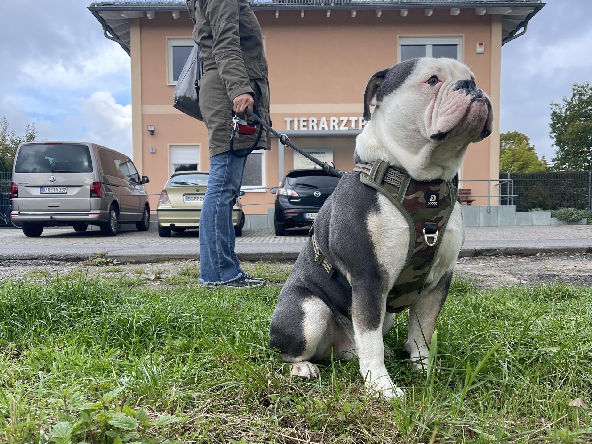 Ansicht 2 von Dr.med.vet. A. Schubert Tierarzt