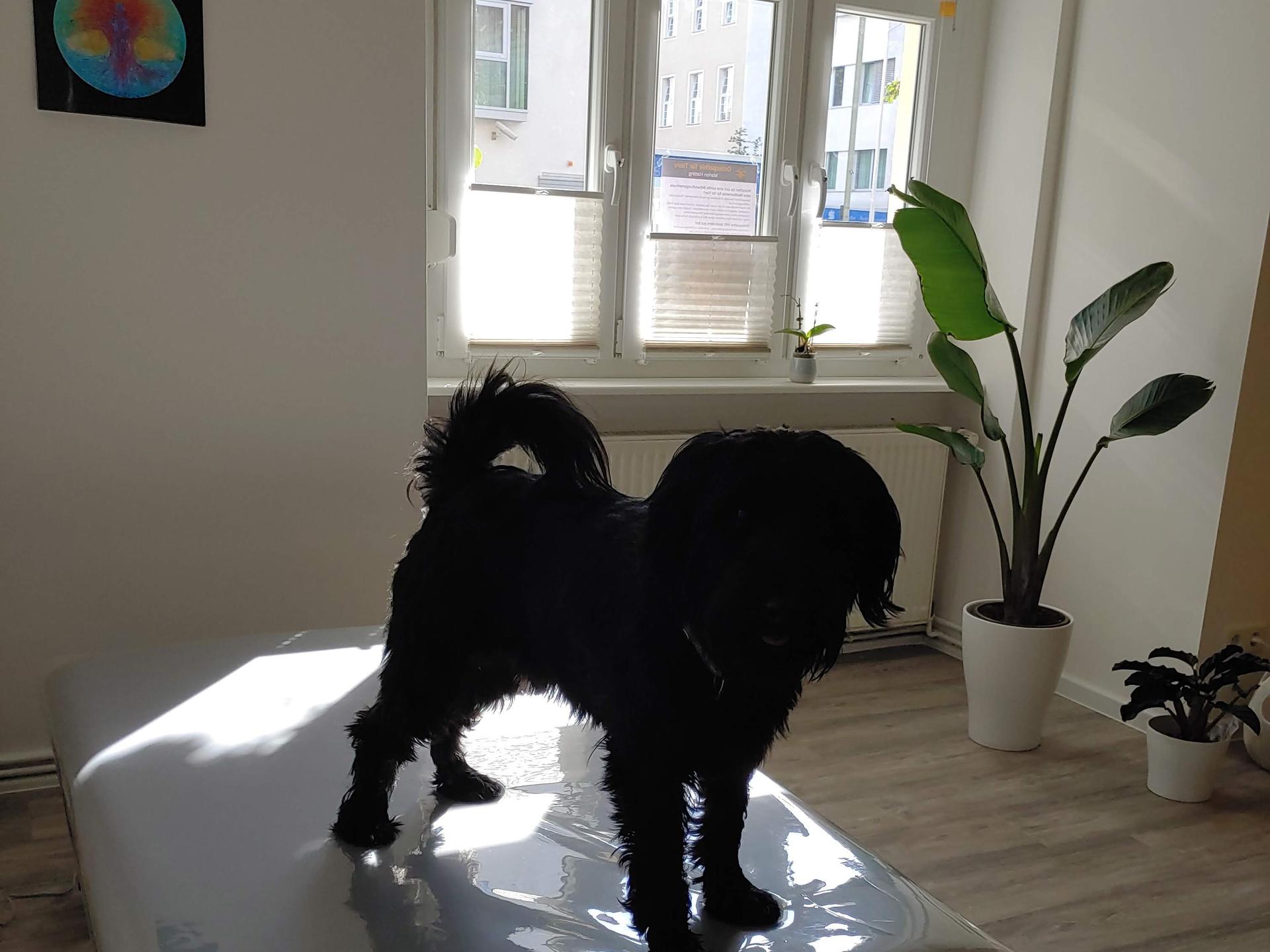 View 3 of Osteopathie für Tiere Marion Hatting