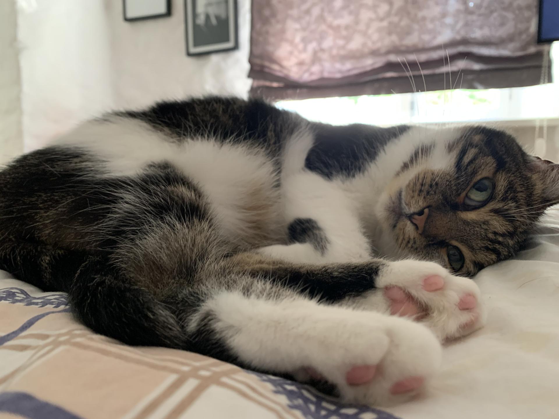 Ansicht 4 von Tierarztpraxis PetCare - Mareike von Zschinsky