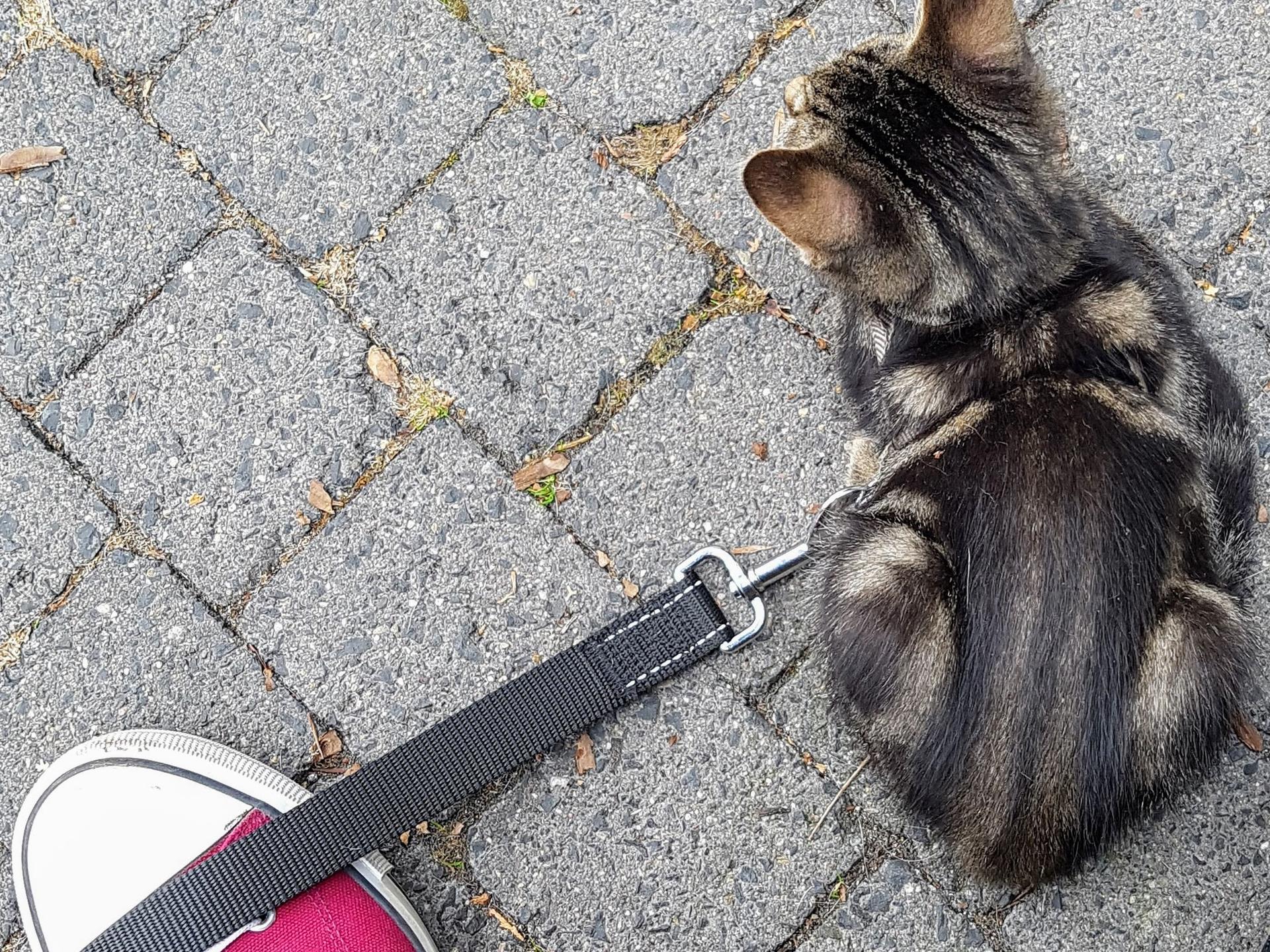 Ansicht 2 von Tierarztpraxis Claudia Münch - Aachen