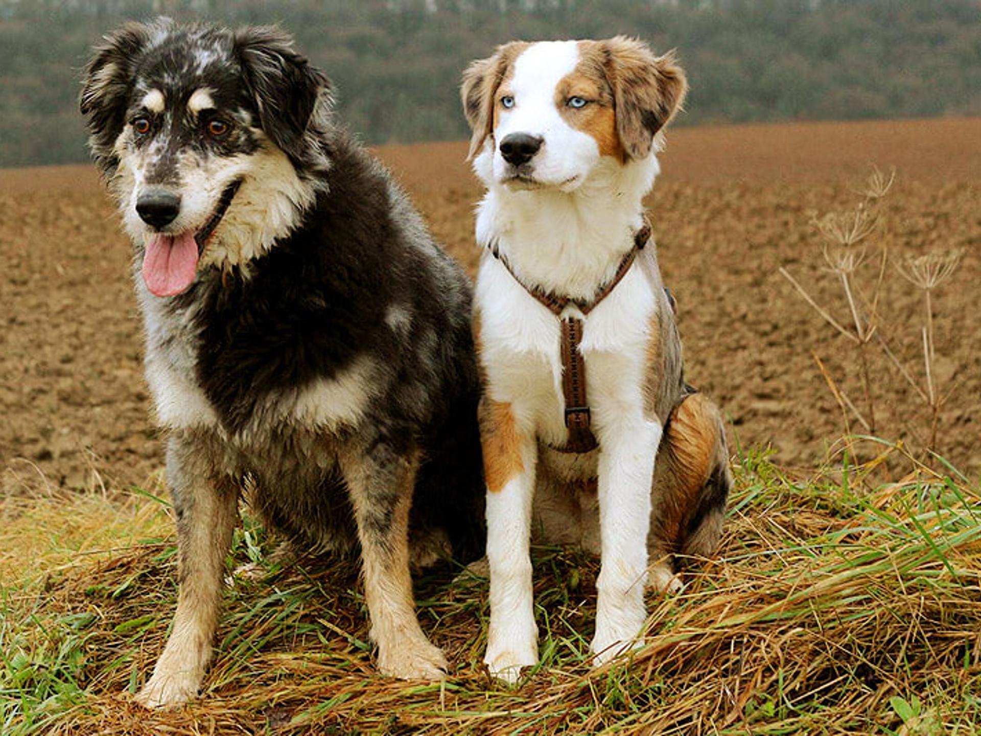 Ansicht 2 von Tierärztliche Gemeinschaftspraxis Dr. G. Oppelland-Störk und Dr. M. Störk | Iphofen