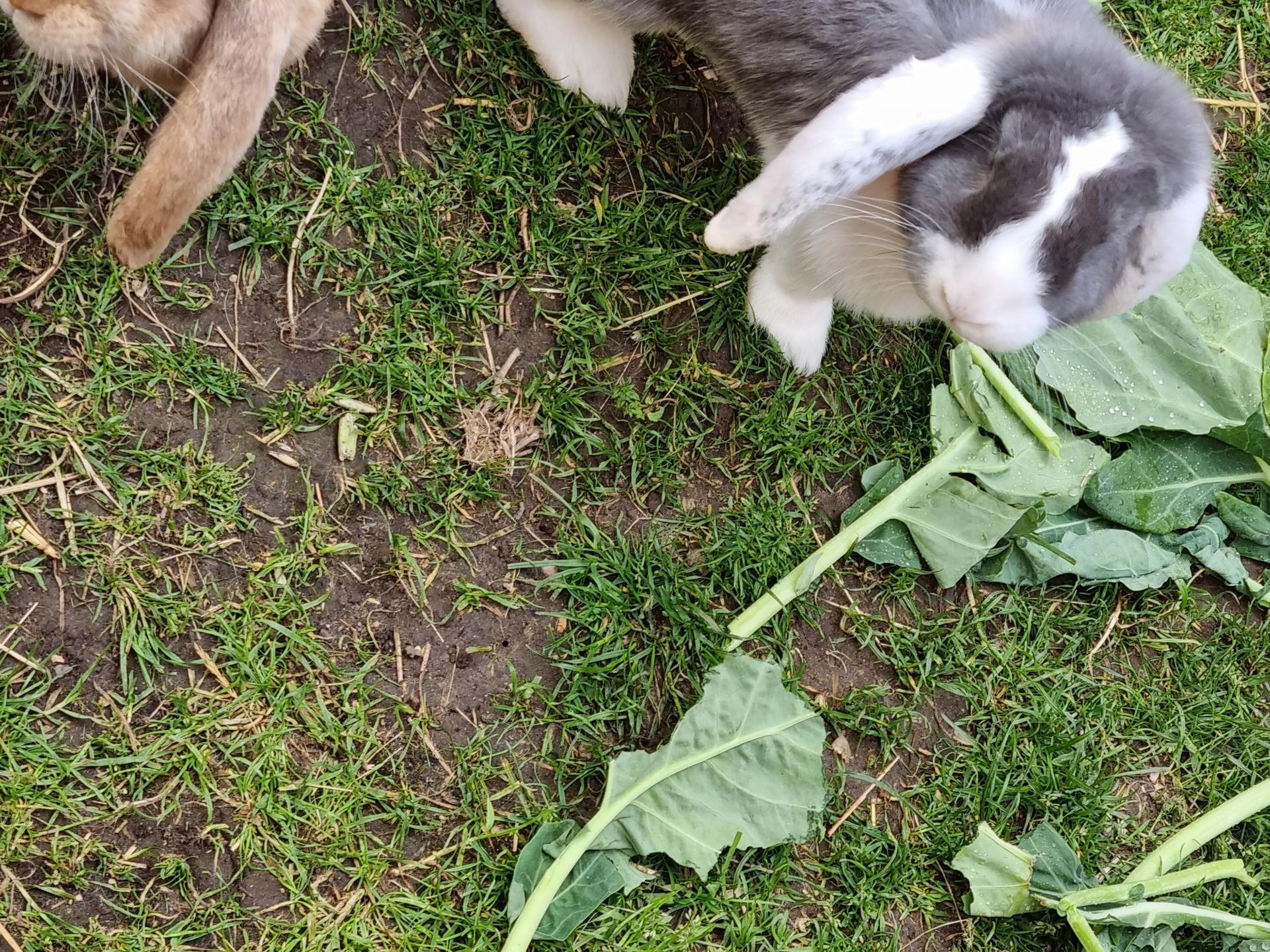 Ansicht 2 von Tierärztliche Gemeinschaftspraxis Dr. Olaf Behlert und Dr. Katja Teschner