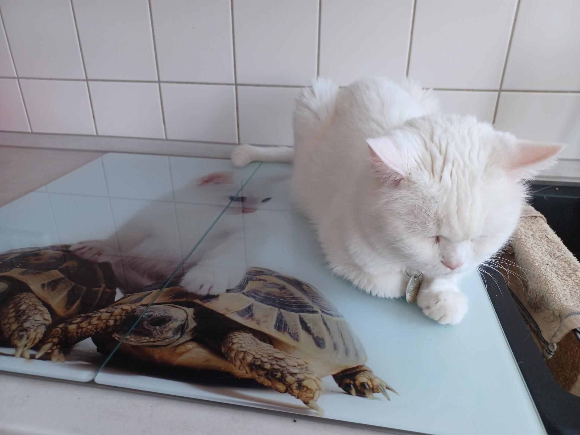 Ansicht 1 von Kleintierpraxis Patricia Reuter