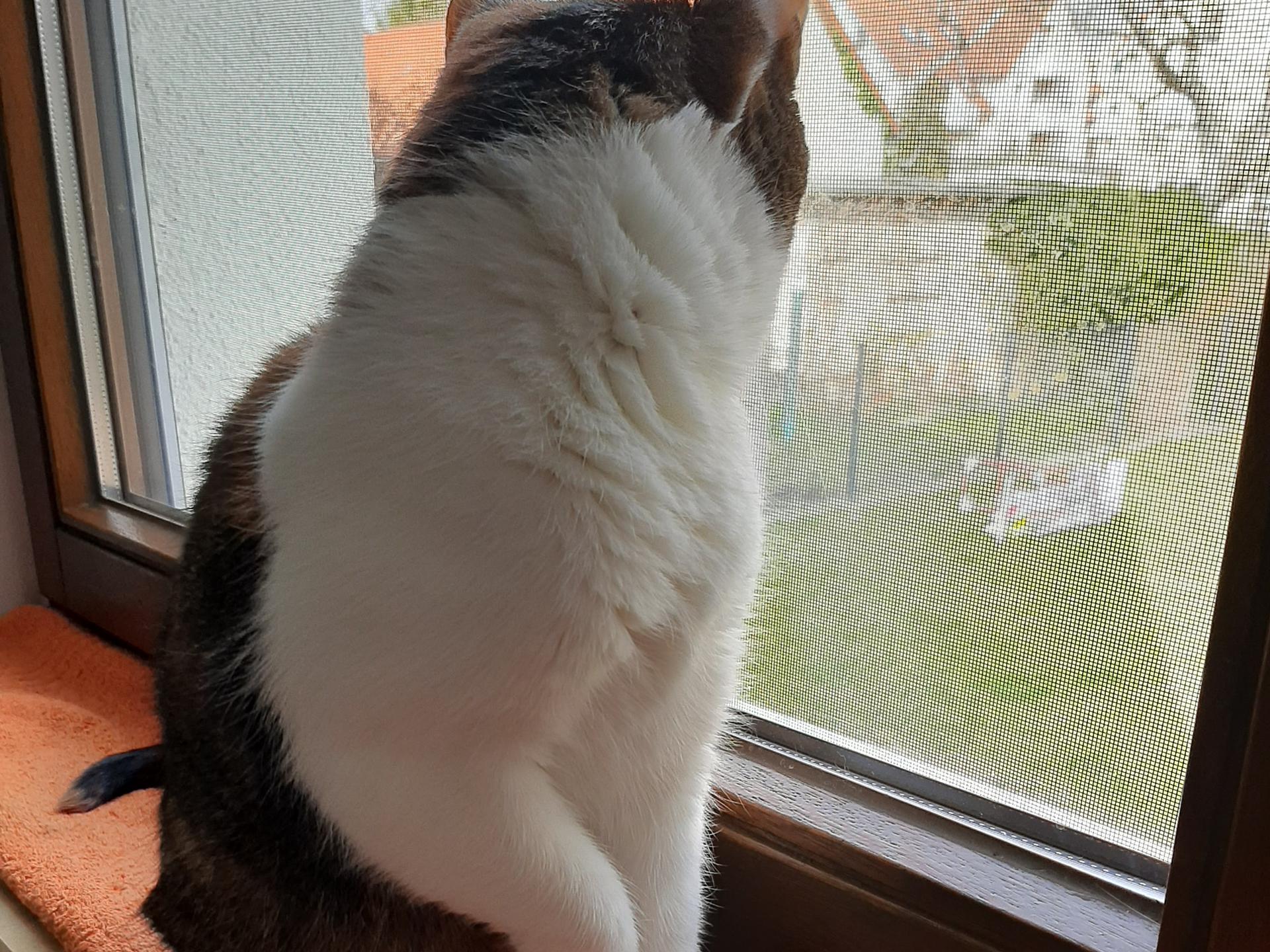 Ansicht 1 von Katzenpraxis Delitzsch