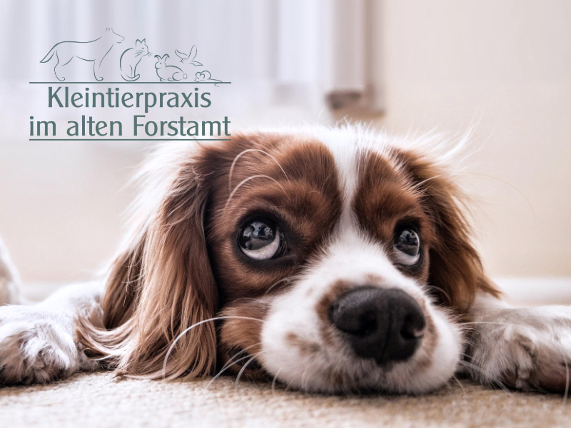 Ansicht 1 von Kleintierpraxis im alten Forstamt
