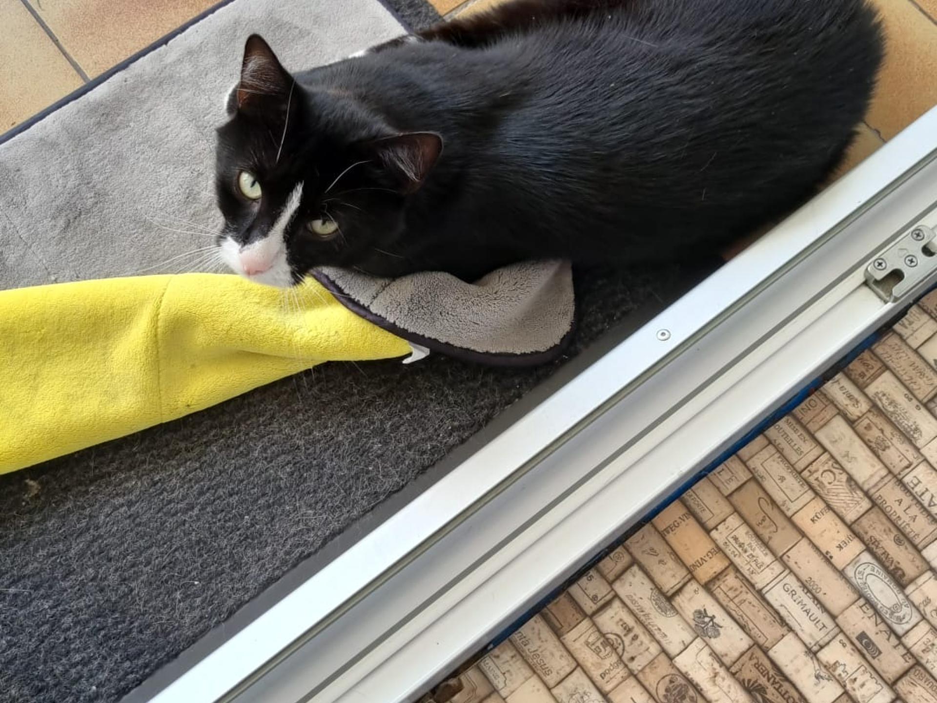 Ansicht 2 von Dr. med.vet. Axel Kilo Tierarzt & Katzenpension