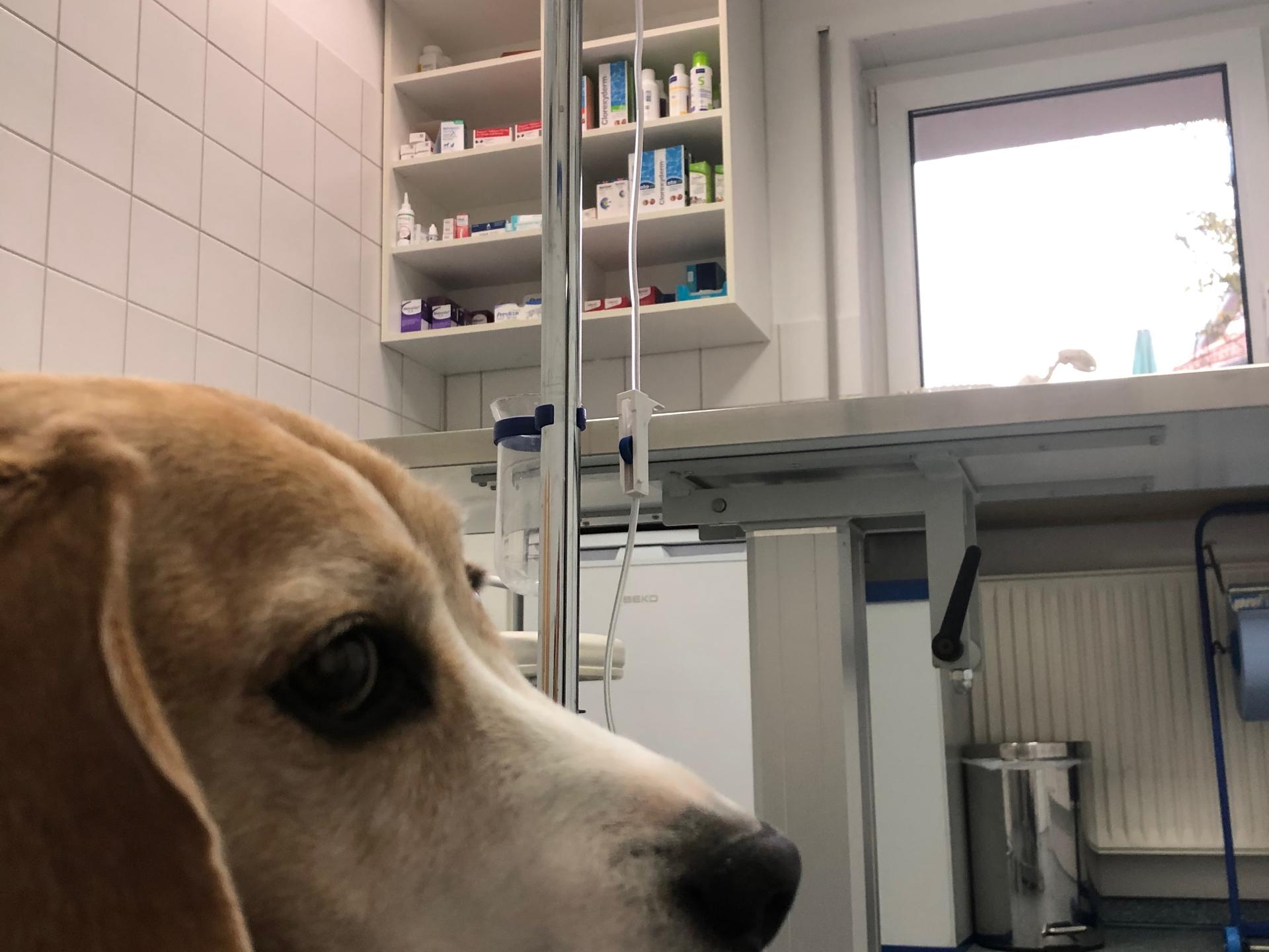 Ansicht 2 von Dr. med. vet. Roland Graen