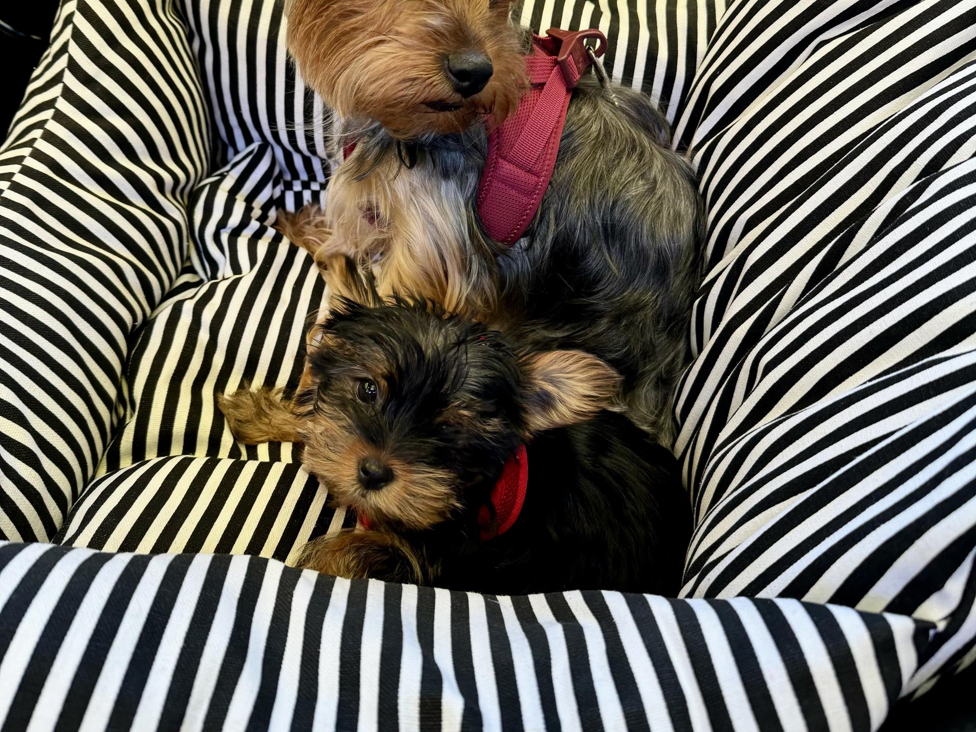Ansicht 1 von Tierarztpraxis Dr. med. vet. Karen Zurmühlen