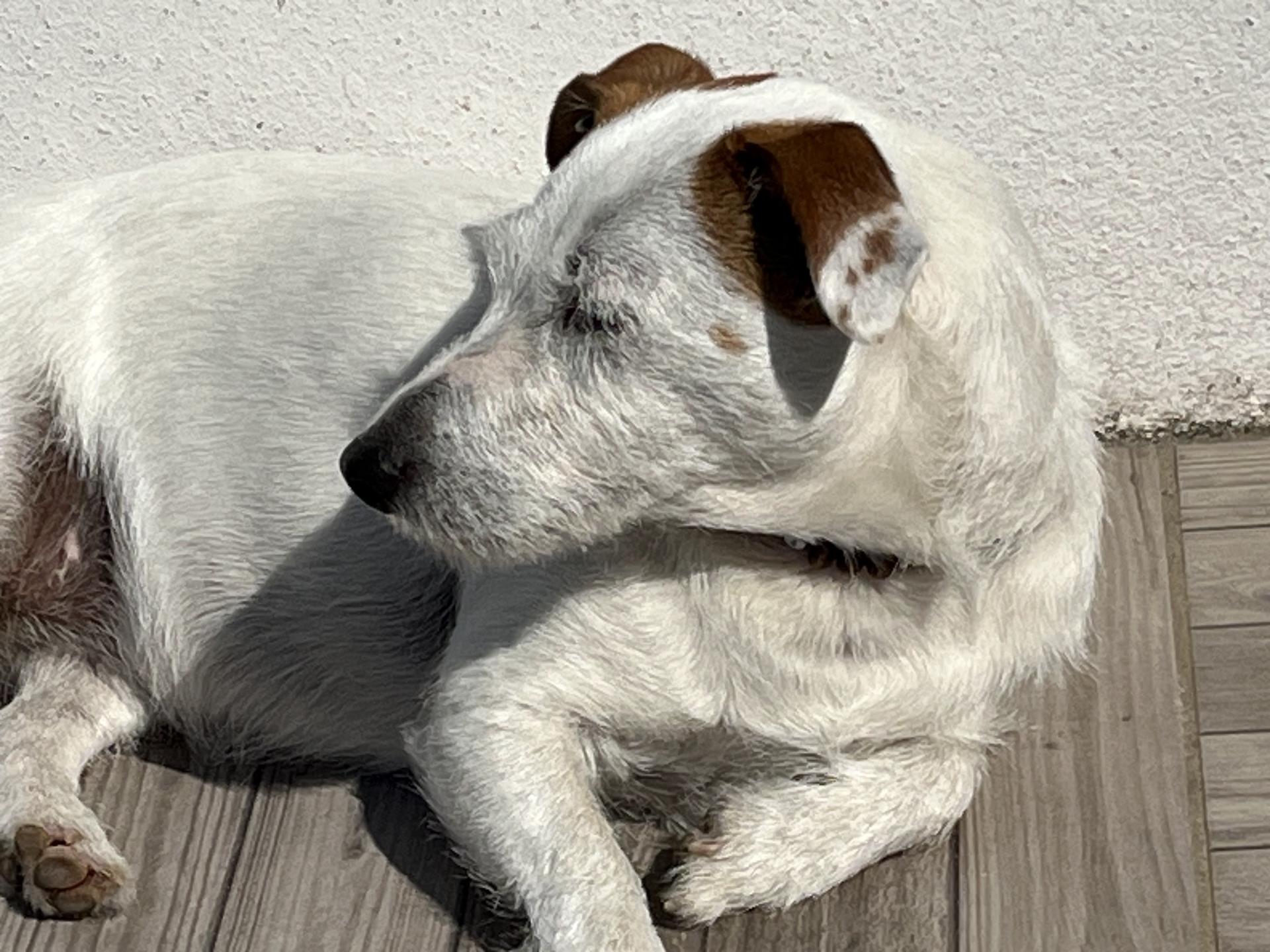 Ansicht 3 von Dr.med.vet. Gerd van Heukelum Tierarzt