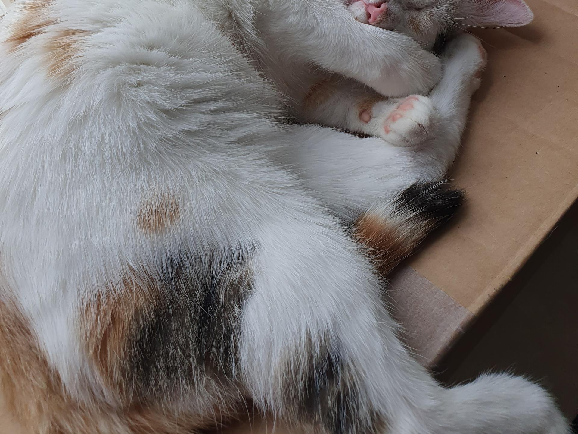 Ansicht 1 von Tierarztpraxis Dr. Bernd Fitz