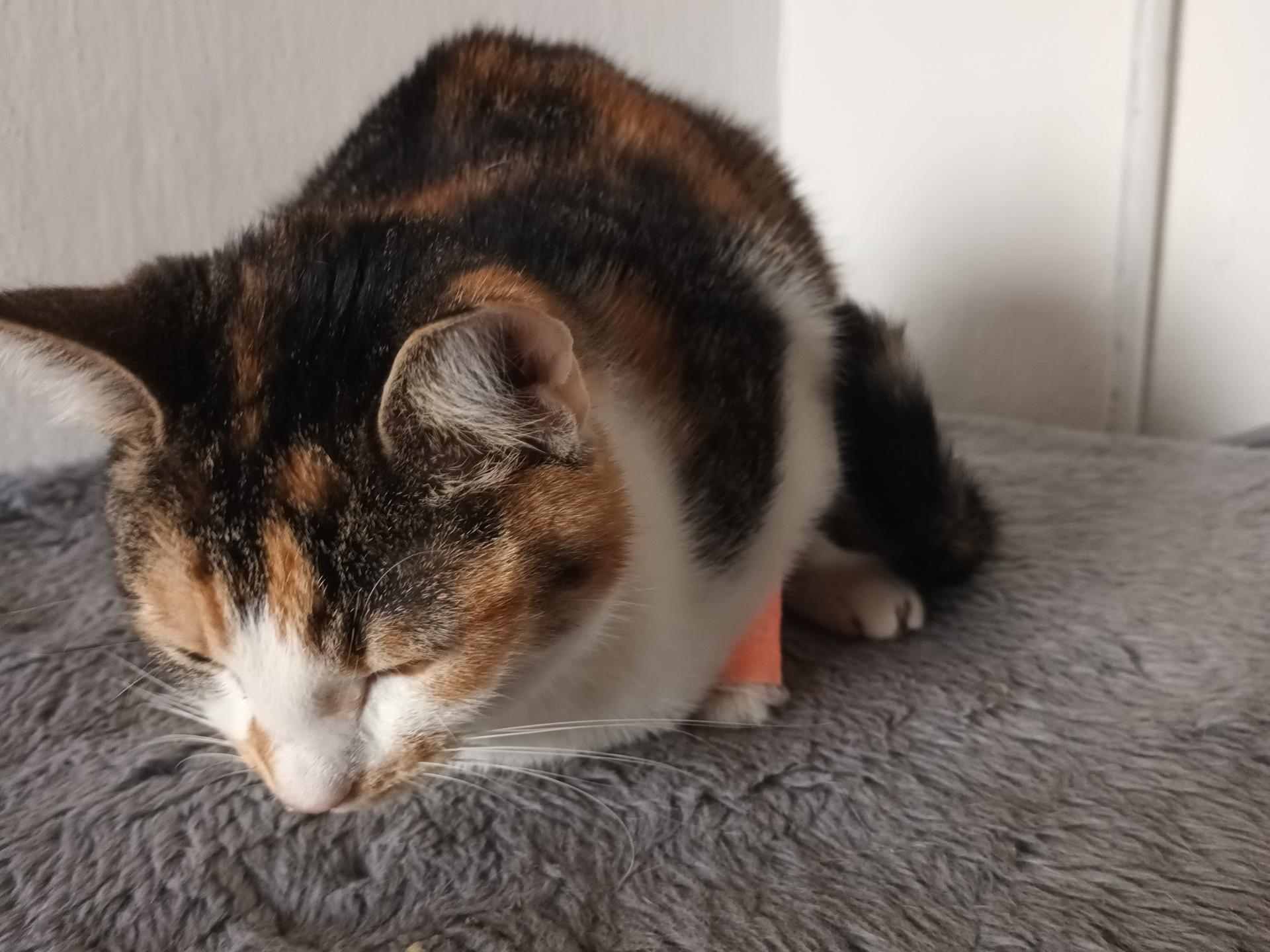 Ansicht 2 von Franke, Elke Tierarzt