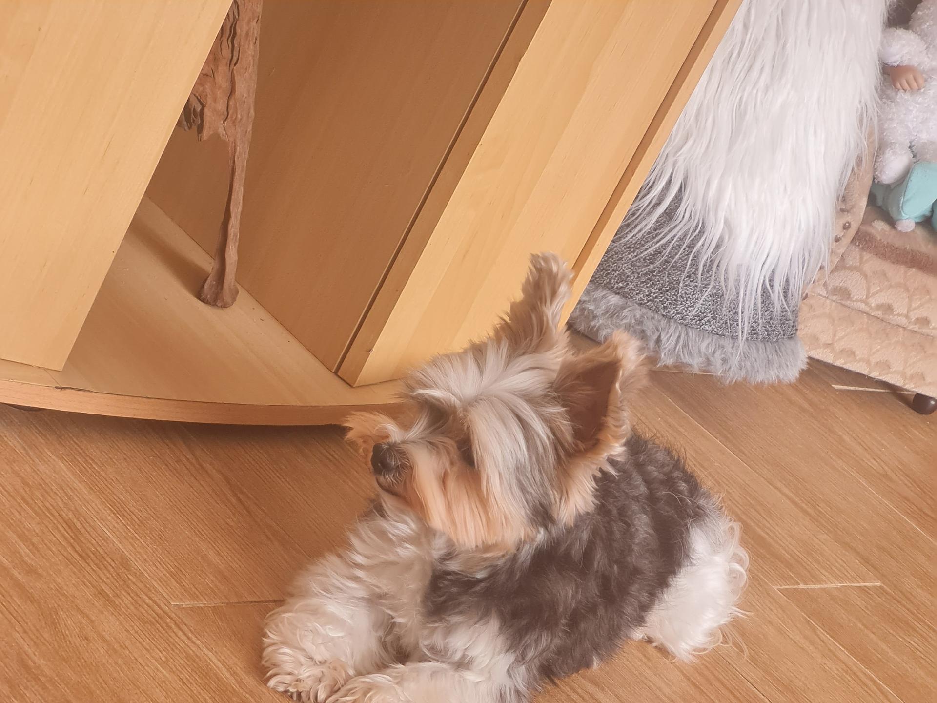 Ansicht 3 von Neurovet GmbH
