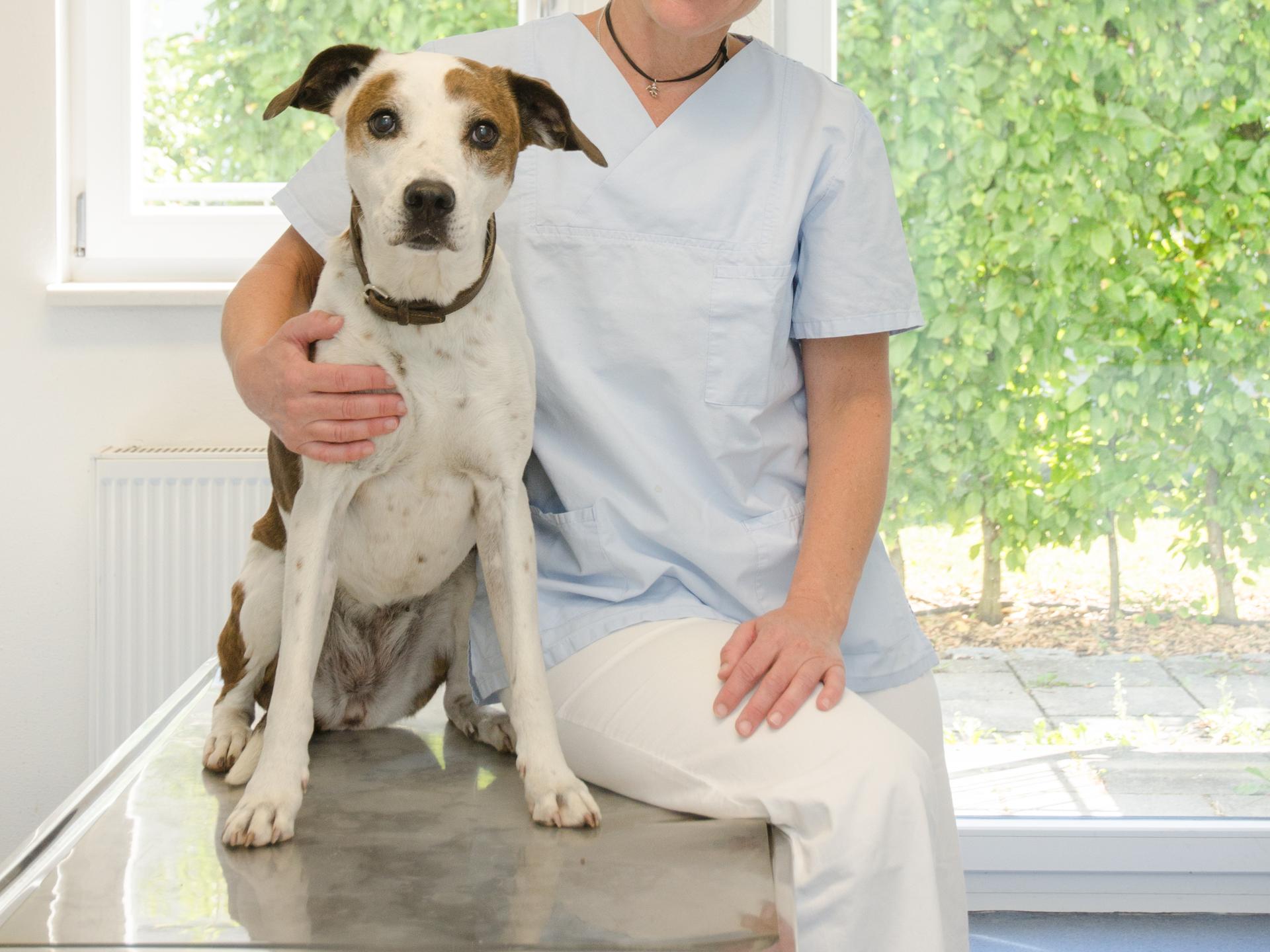 Ansicht 2 von Tierärztliche Gemeinschaftspraxis Dr. Yvonne Sepp und Dr. Regine Volz