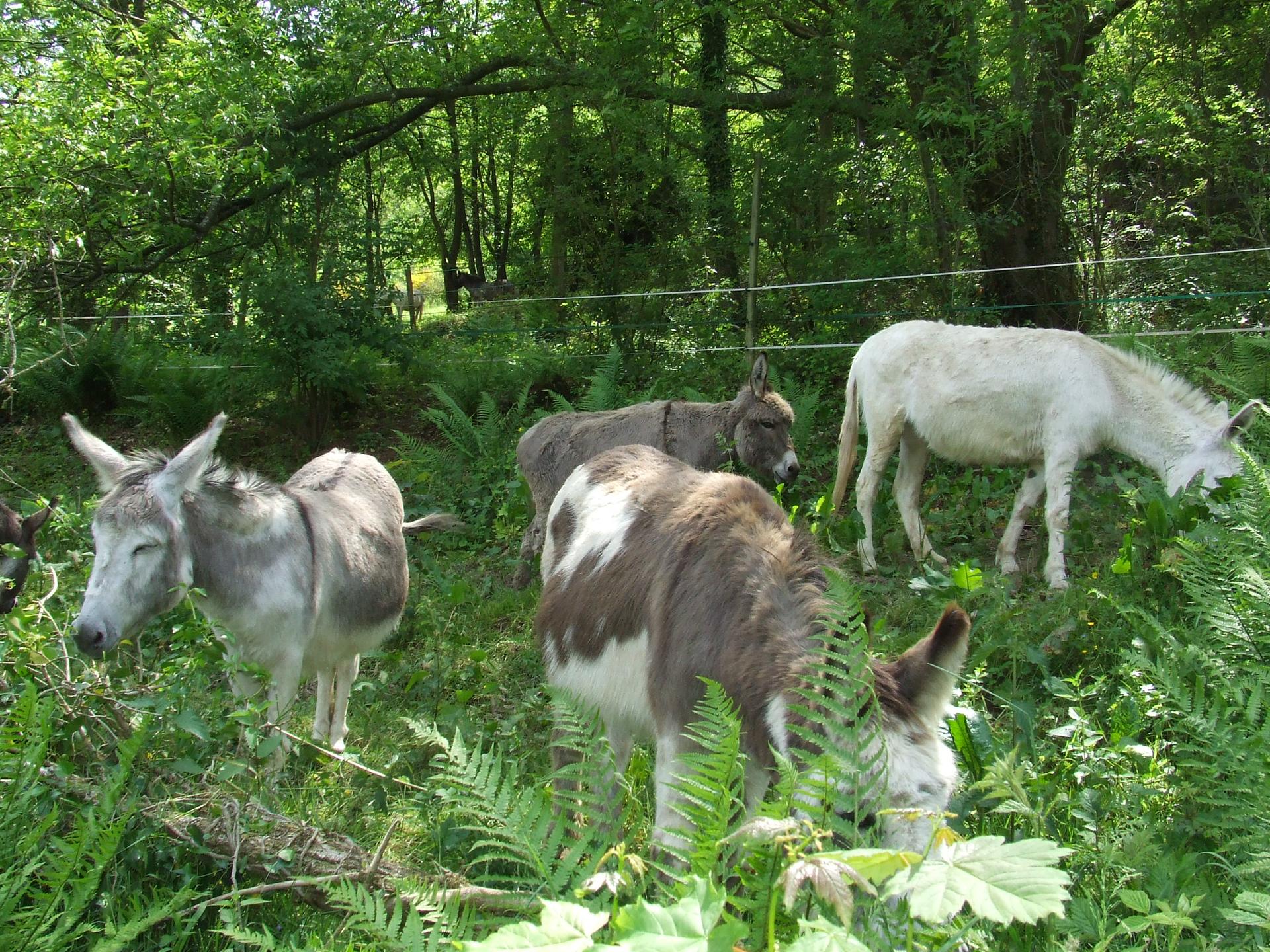 Ansicht 4 von Tierarztpraxis Doris Dühr-Bien