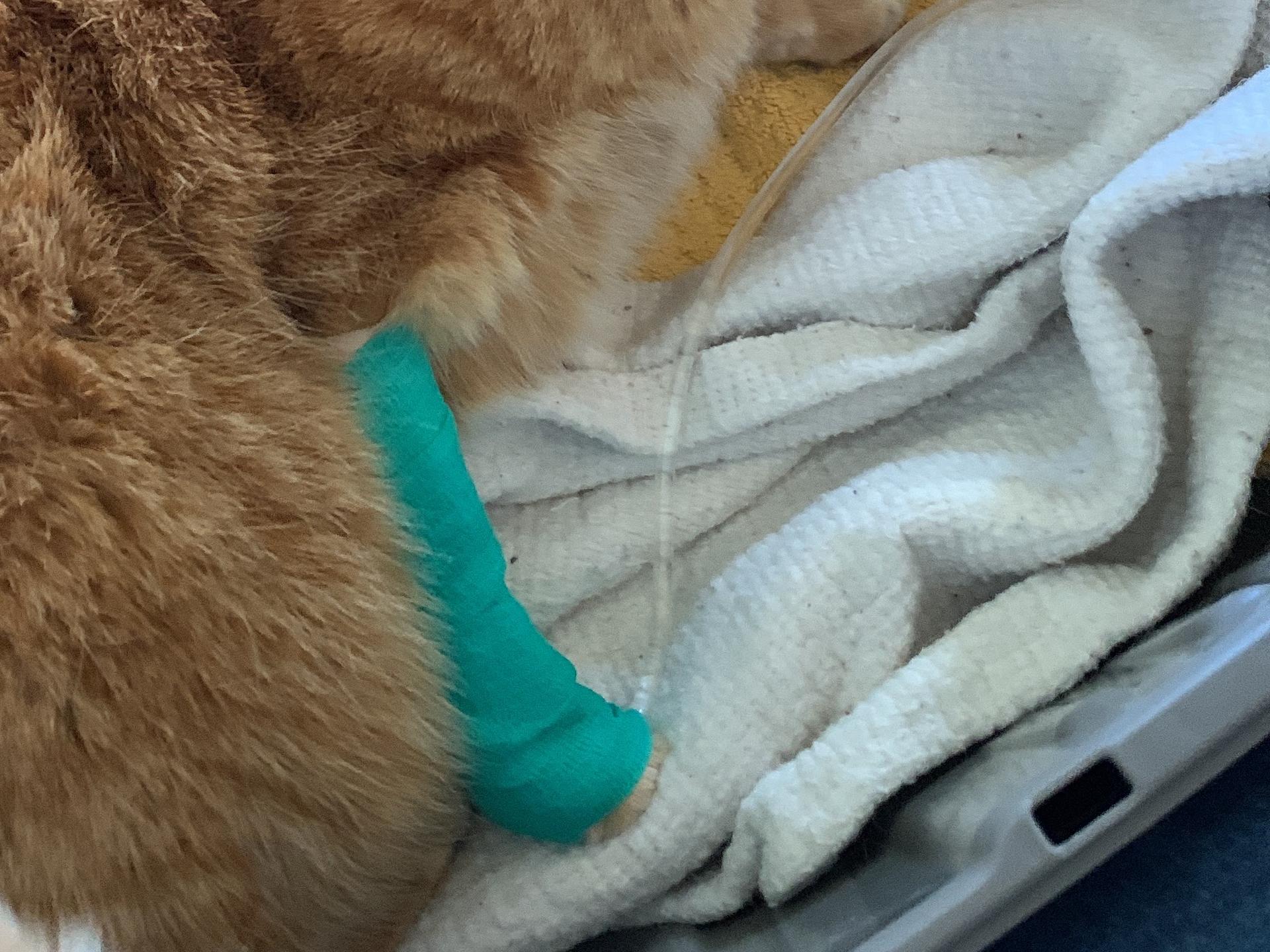 Ansicht 1 von Dr.med.vet. Sabine Sinowatz Tierärztin