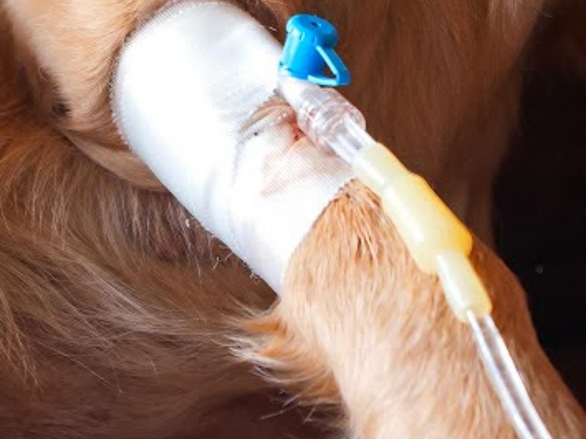 Ansicht 4 von Tierarztpraxis Kümmel und Lucke