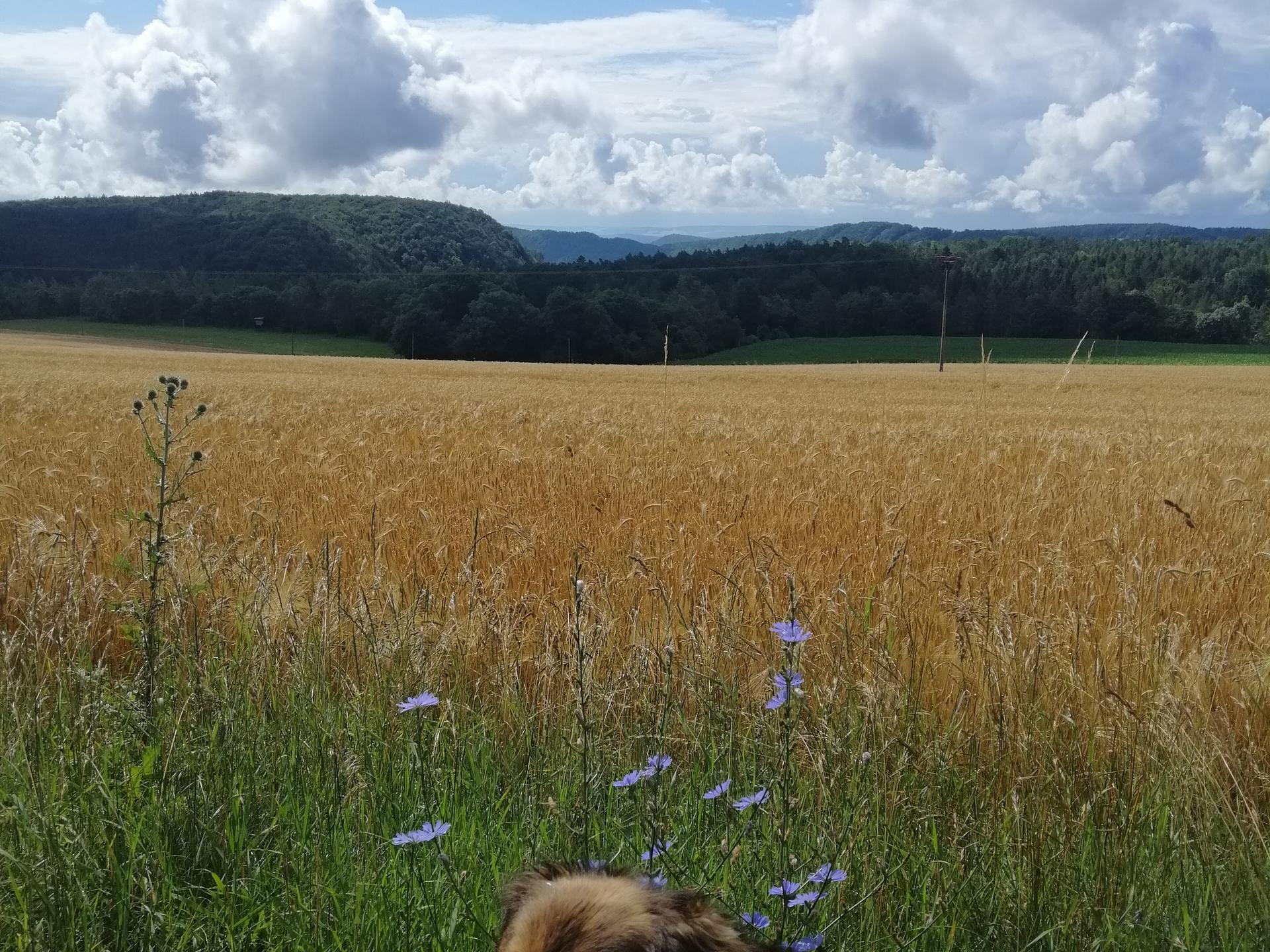 Ansicht 2 von Dr.med.vet. Alfred Reinbach Tierarzt