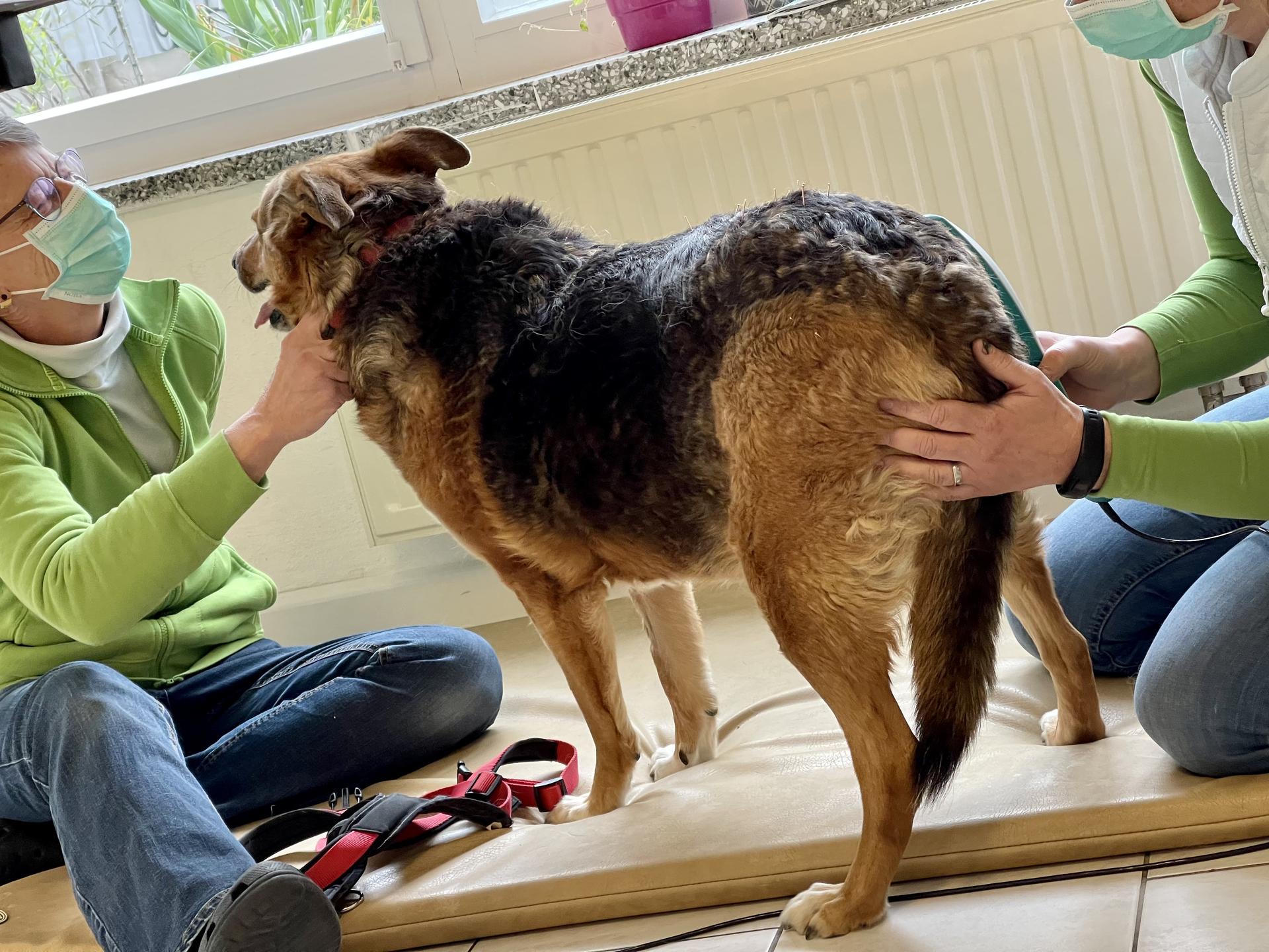 Ansicht 1 von Tierarzt Claudia Ernst