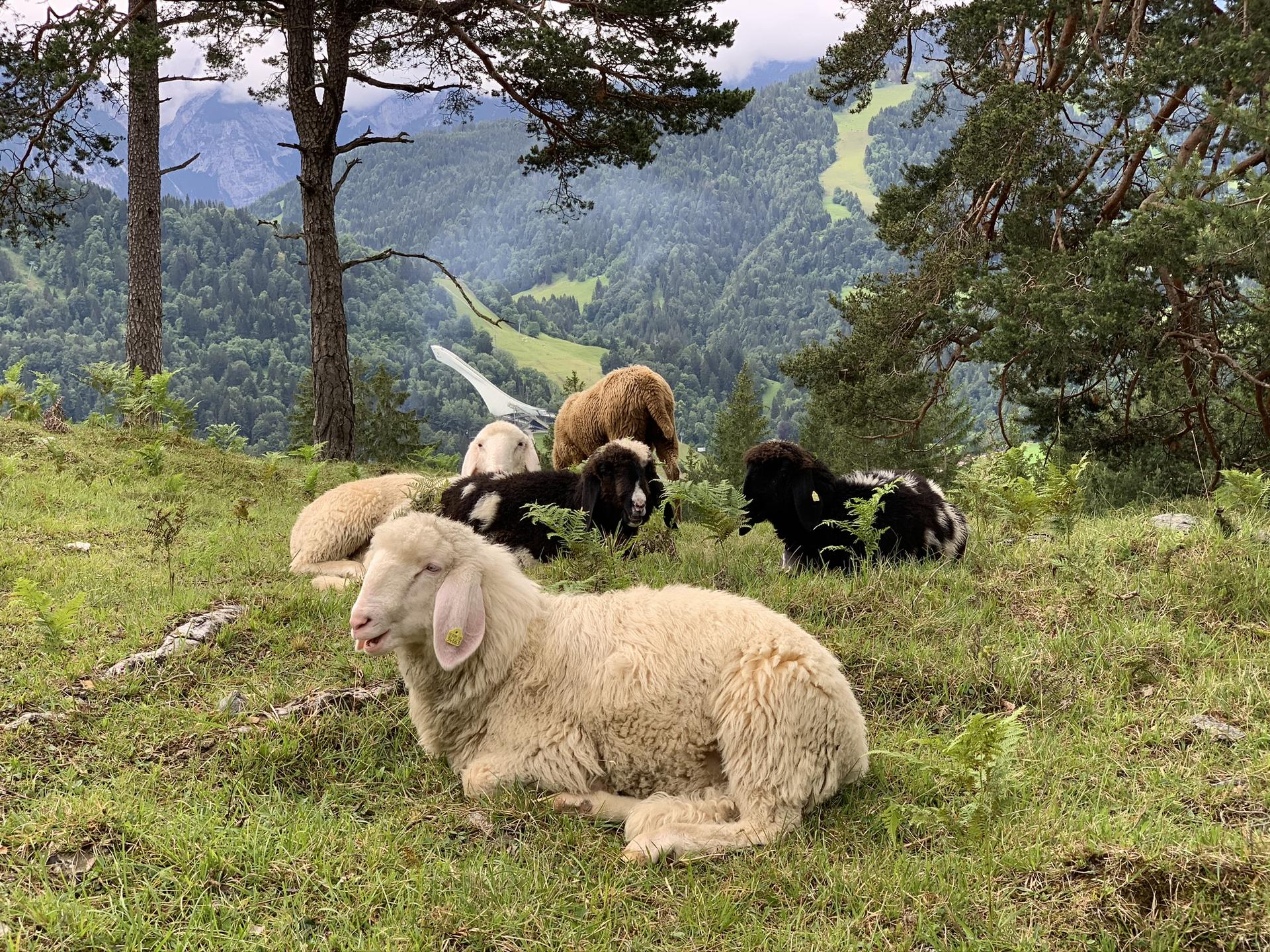 Ansicht 3 von Mobile Tierarztpraxis Dr. med. vet. Julia Stockklausner